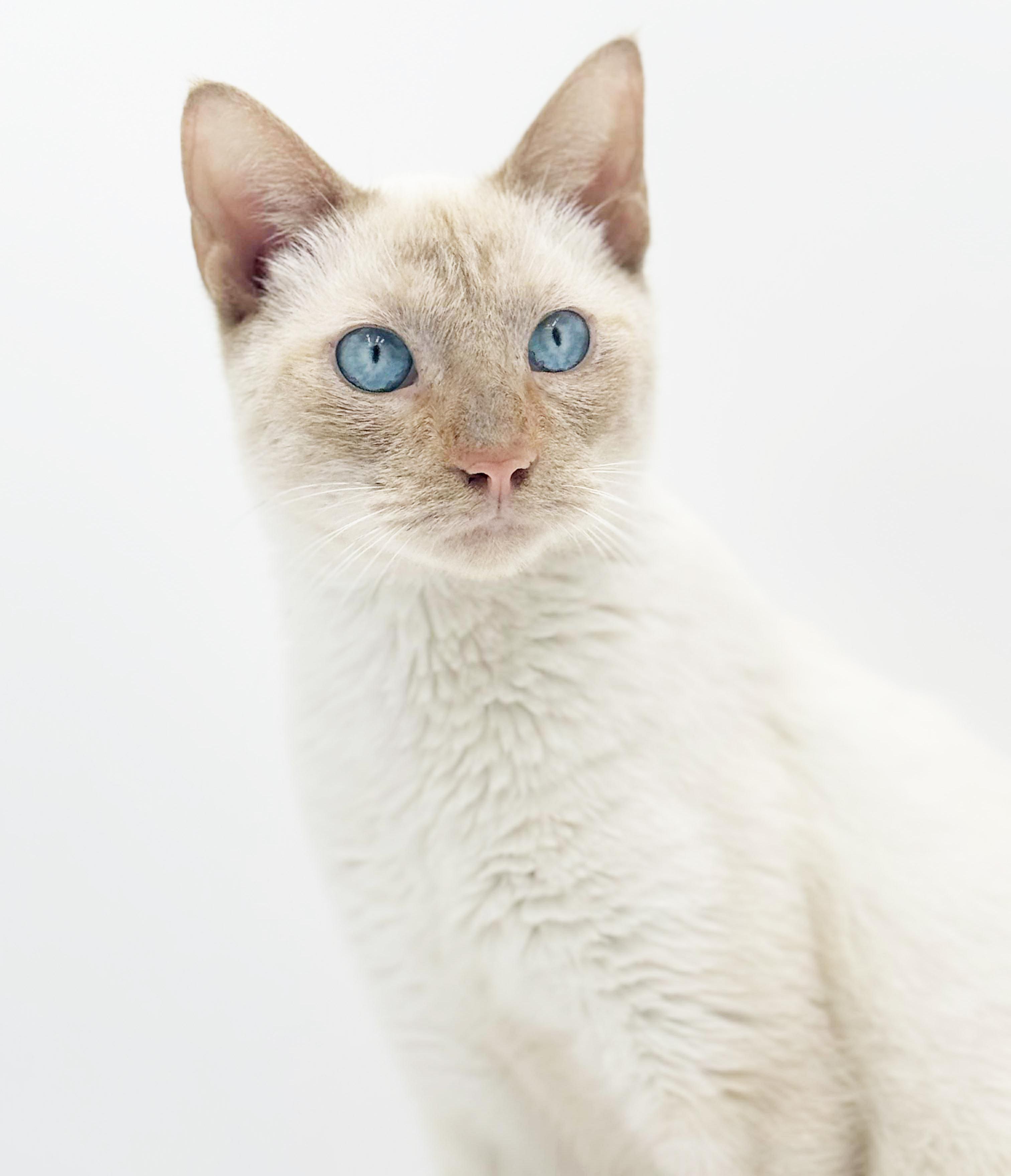 Enlarge Azriel is a flame pt Siamese baby angel!  VIDEO!, an adoption pending Siamese in Bedford Hills, NY image 4/6