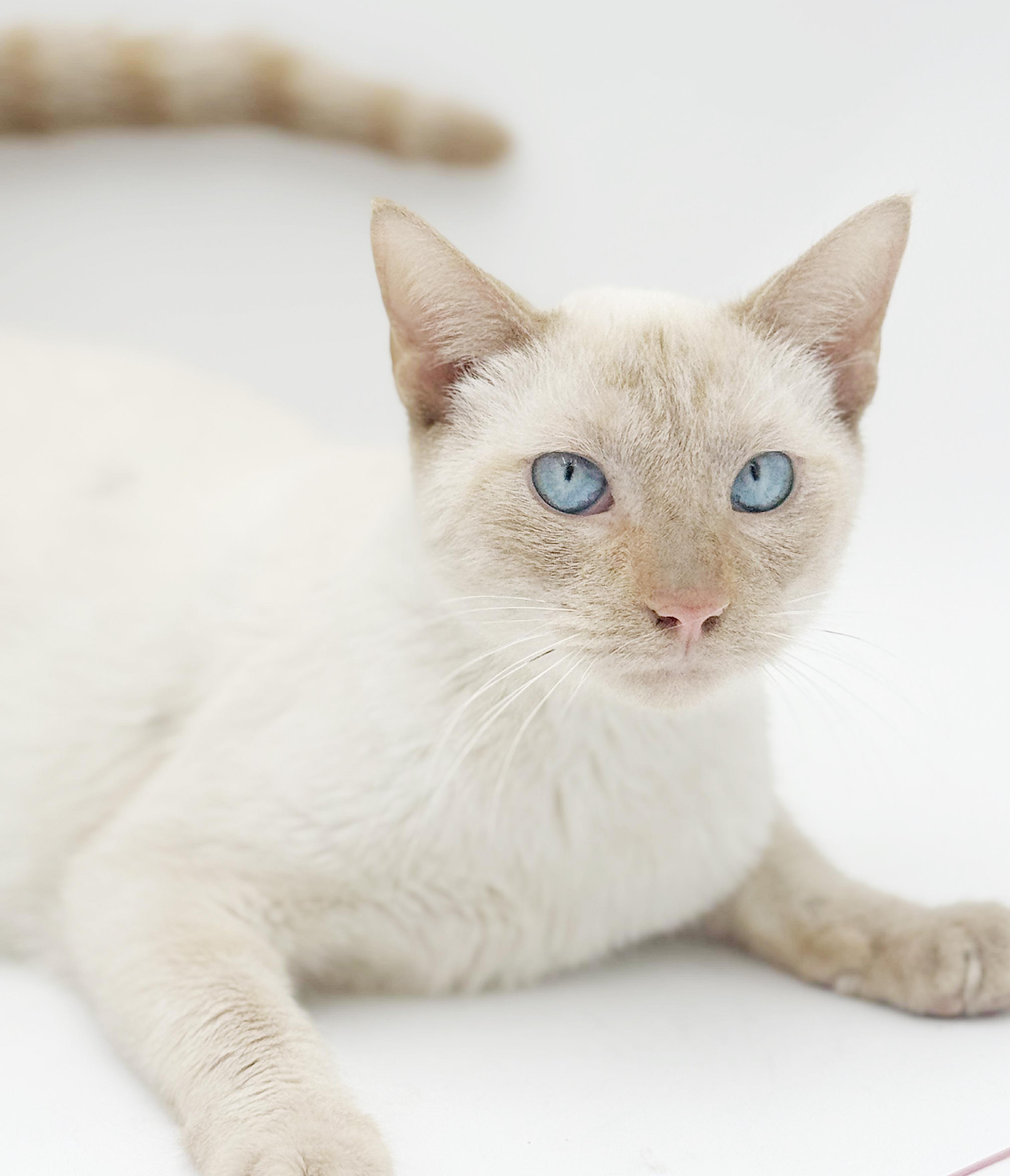 Enlarge Azriel is a flame pt Siamese baby angel!  VIDEO!, an adoption pending Siamese in Bedford Hills, NY image 3/6