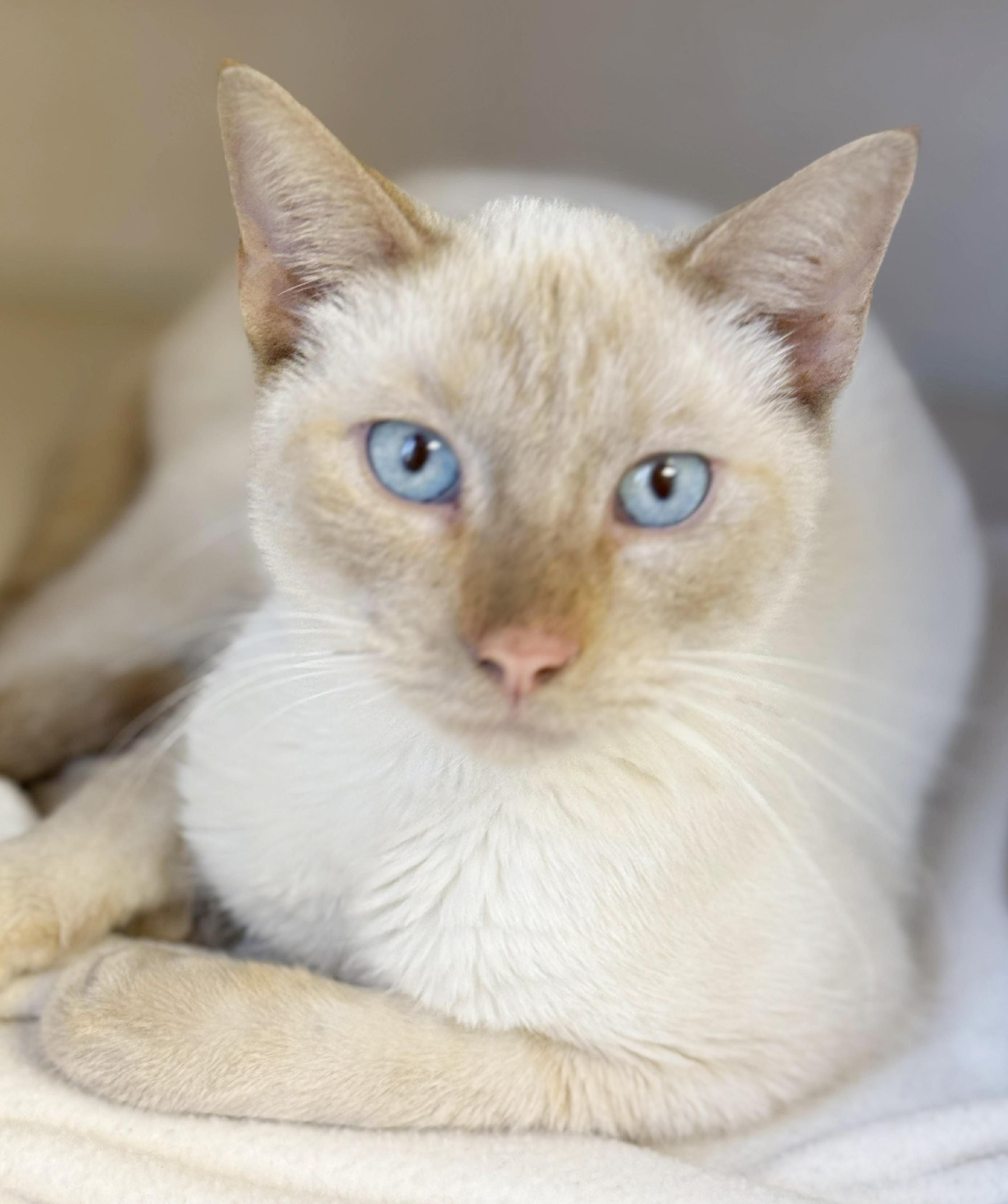 Enlarge Azriel is a flame pt Siamese baby angel!  VIDEO!, an adoption pending Siamese in Bedford Hills, NY image 5/6