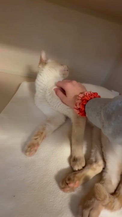 Enlarge Azriel is a flame pt Siamese baby angel!  VIDEO!, an adoption pending Siamese in Bedford Hills, NY video 2/6