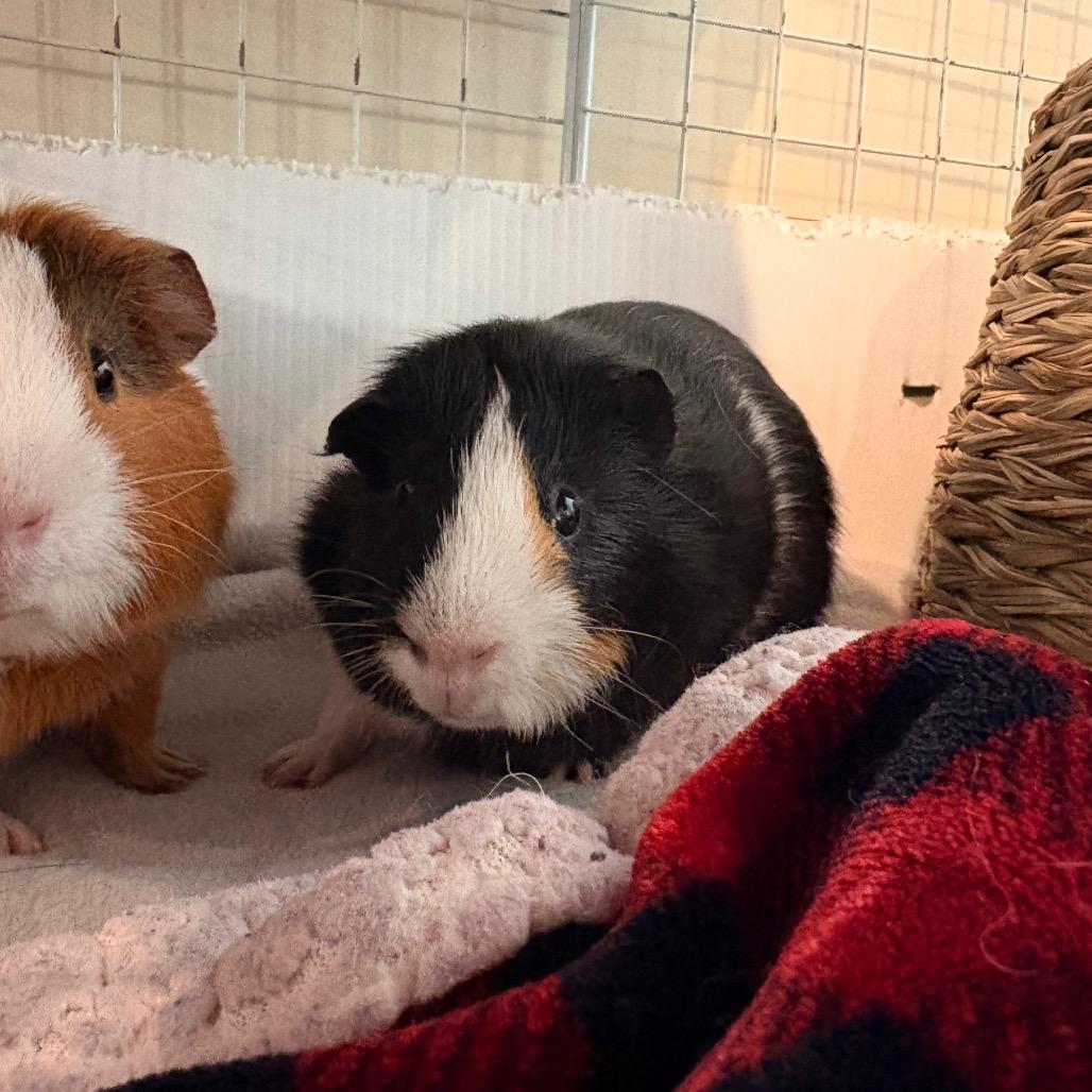 Burr, Adoptable, Young Male Guinea Pig.
