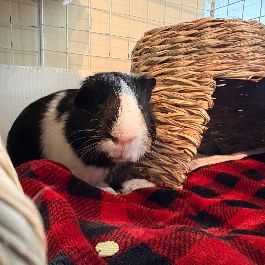 Enlarge Burr, a Adoptable Guinea Pig in South Burlington, VT image 2/5