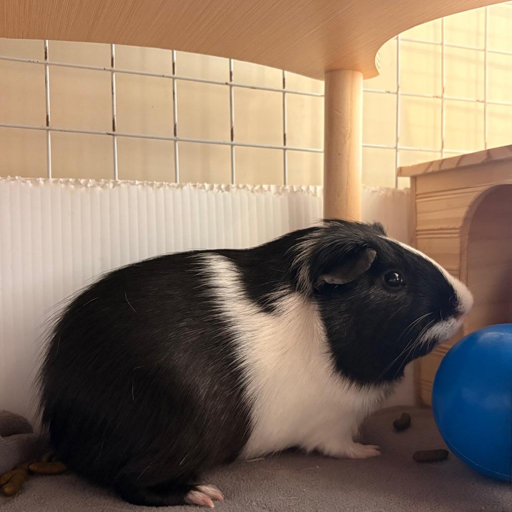 Enlarge Burr, a Adoptable Guinea Pig in South Burlington, VT image 3/6