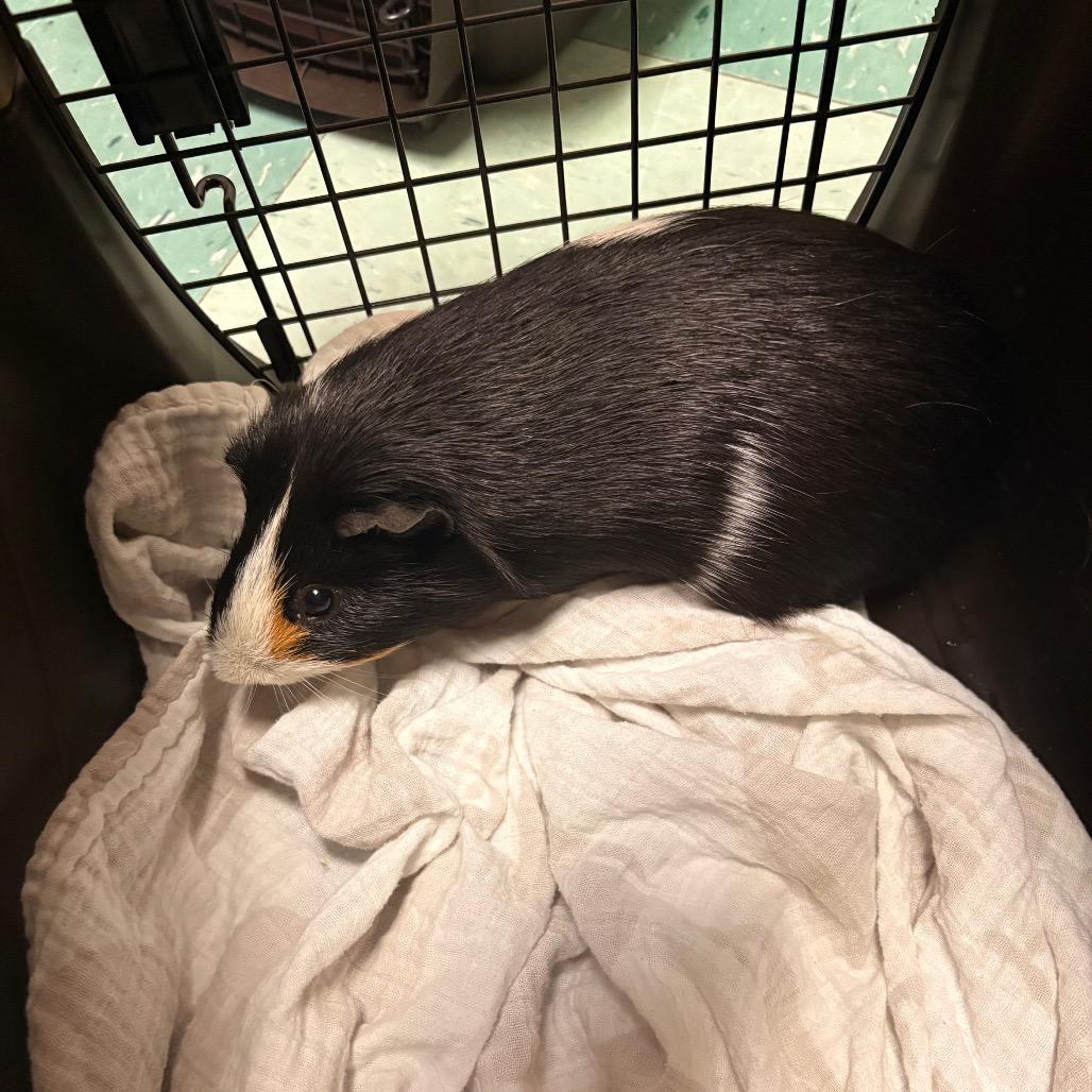Enlarge Burr, a Adoptable Guinea Pig in South Burlington, VT image 3/5