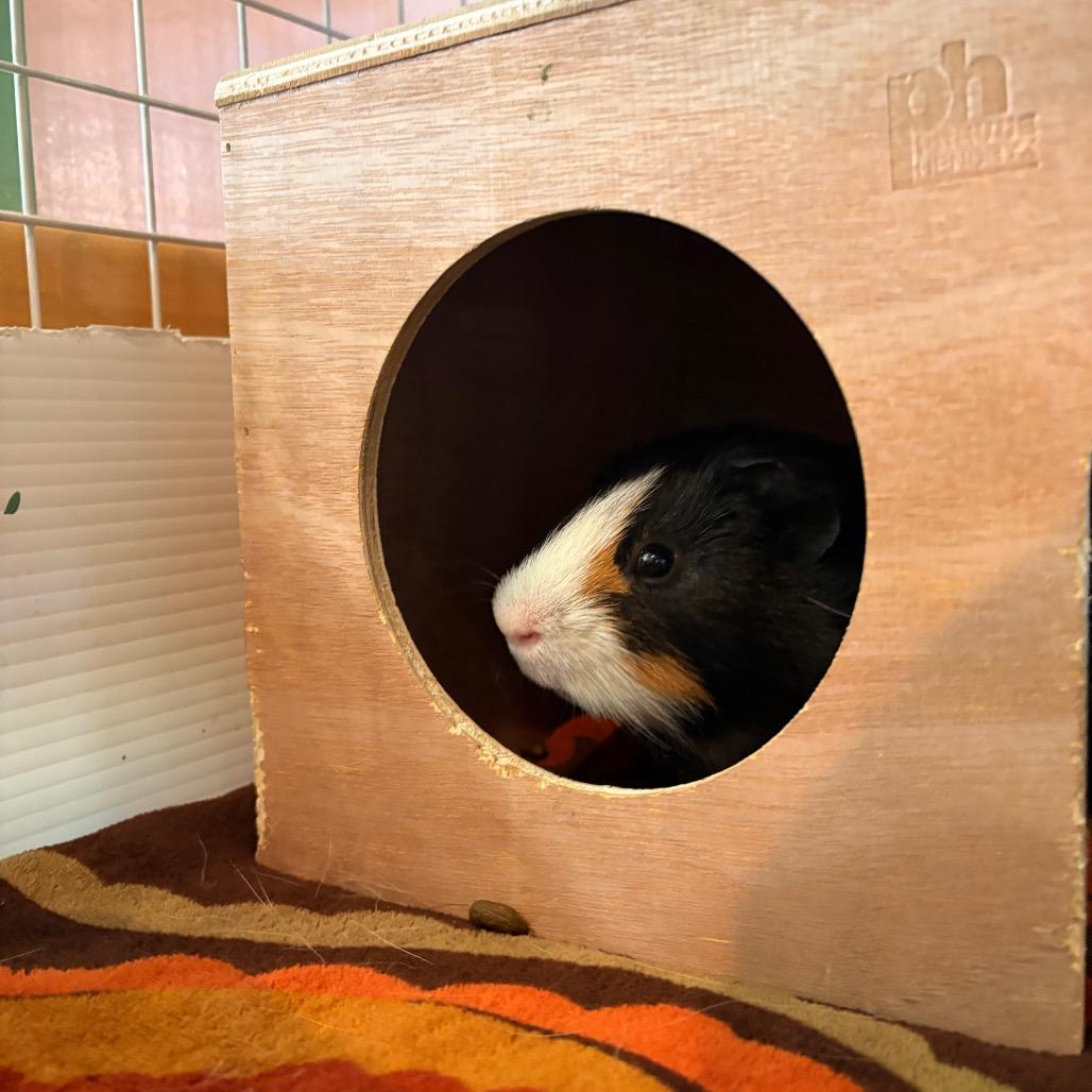 Enlarge Burr, a Adoptable Guinea Pig in South Burlington, VT image 4/6