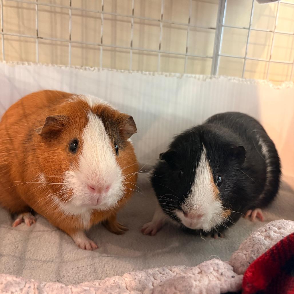 Enlarge Burr, a Adoptable Guinea Pig in South Burlington, VT image 4/5