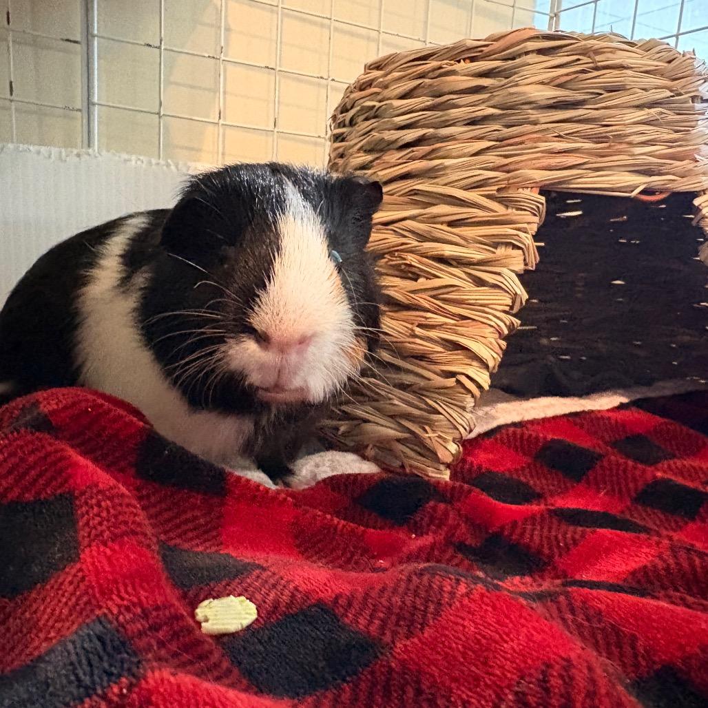 Enlarge Burr, a Adoptable Guinea Pig in South Burlington, VT image 5/5
