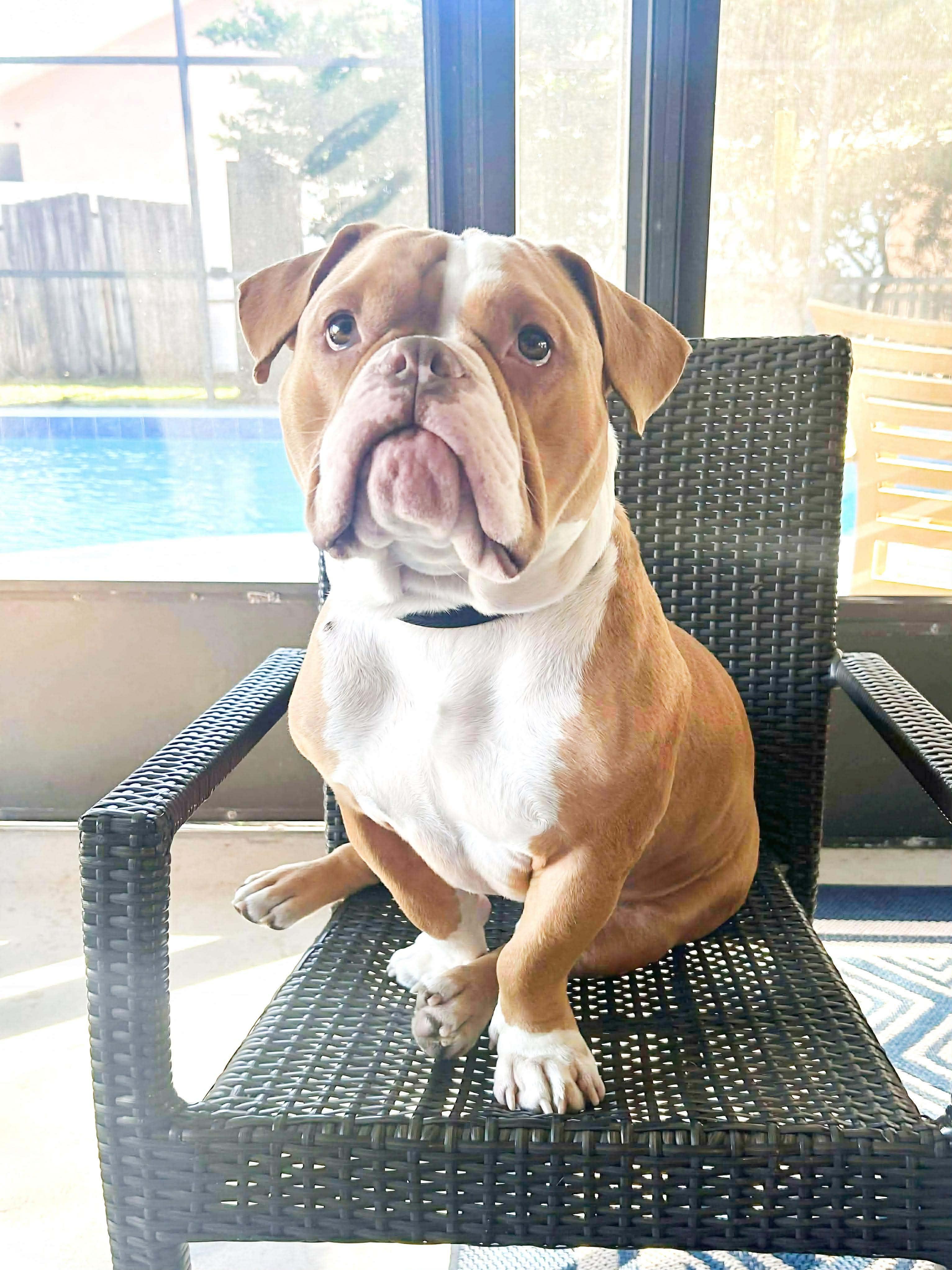 Enlarge Maximus, a Adoptable American Bully in Kissimmee, FL image 3/5