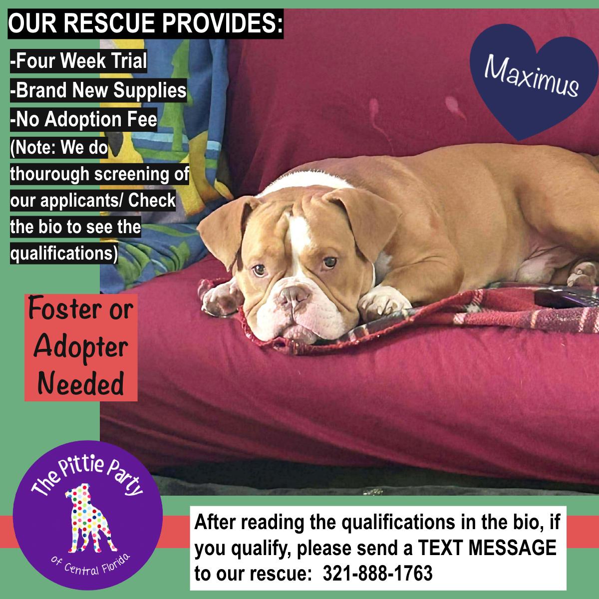 Enlarge Maximus, a Adoptable American Bully in Kissimmee, FL image 2/5