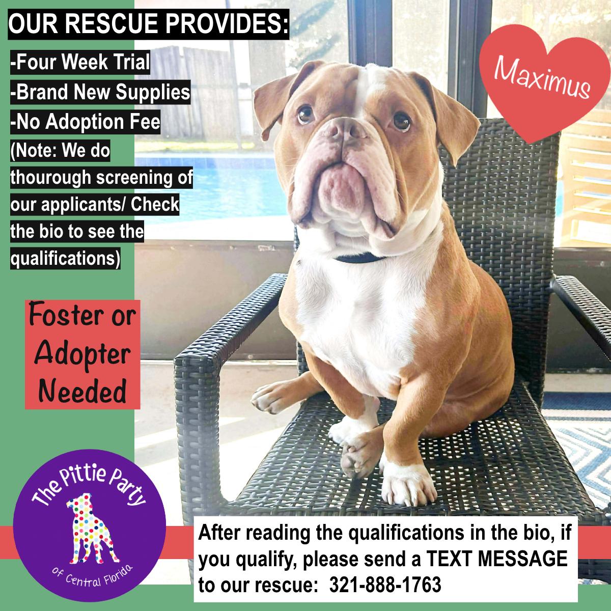 Enlarge Maximus, a Adoptable American Bully in Kissimmee, FL image 3/5