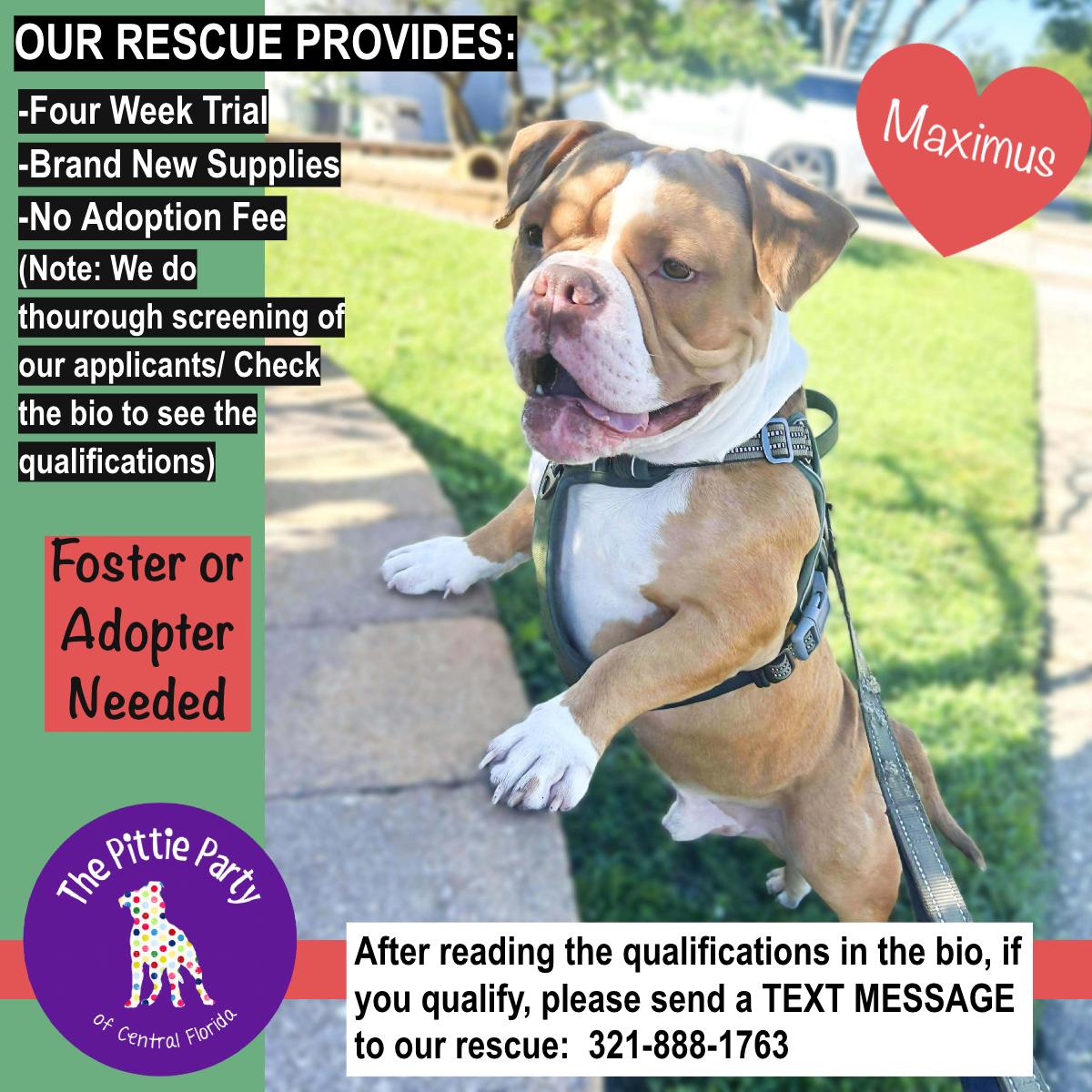 Enlarge Maximus, a Adoptable American Bully in Kissimmee, FL image 4/5