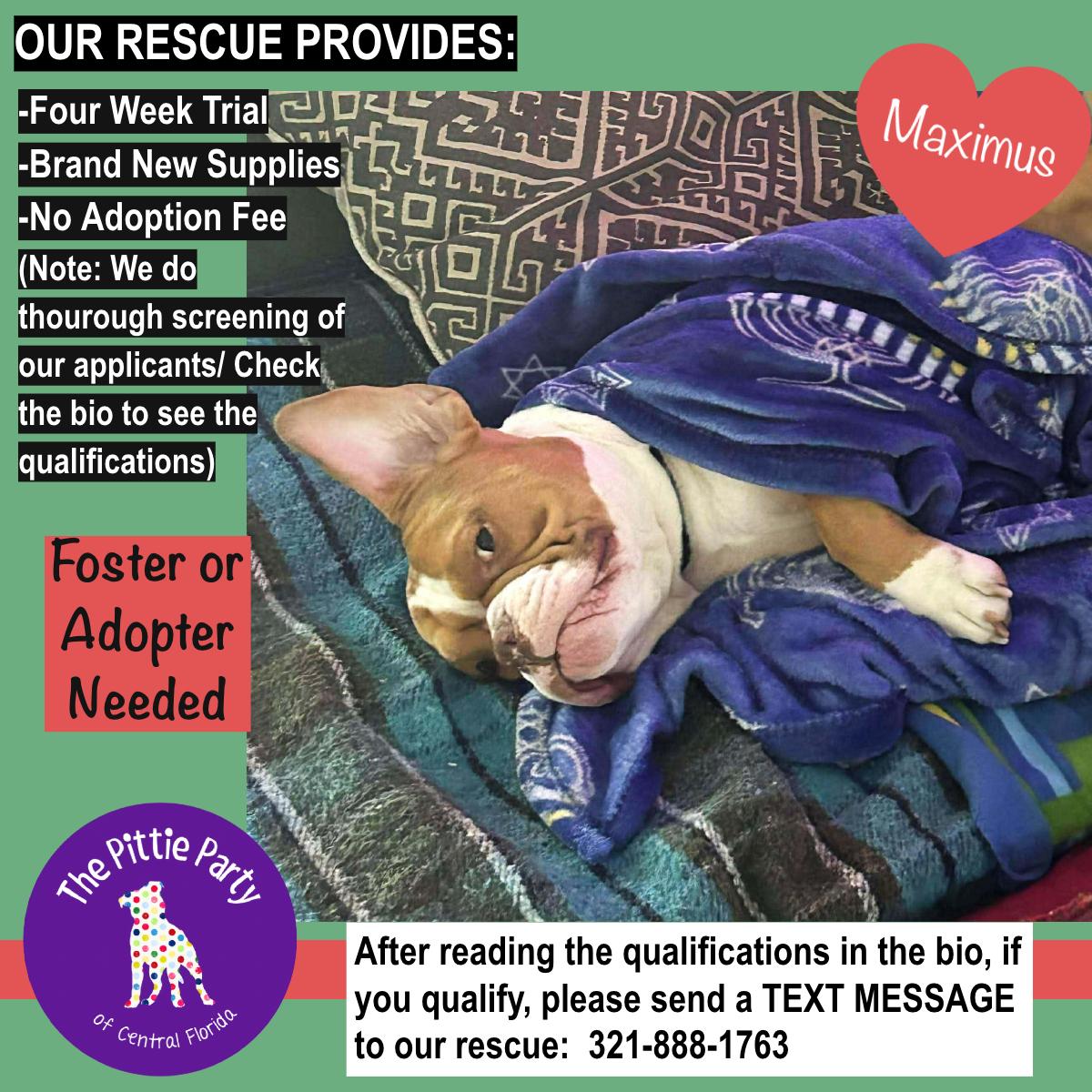 Enlarge Maximus, a Adoptable American Bully in Kissimmee, FL image 5/5