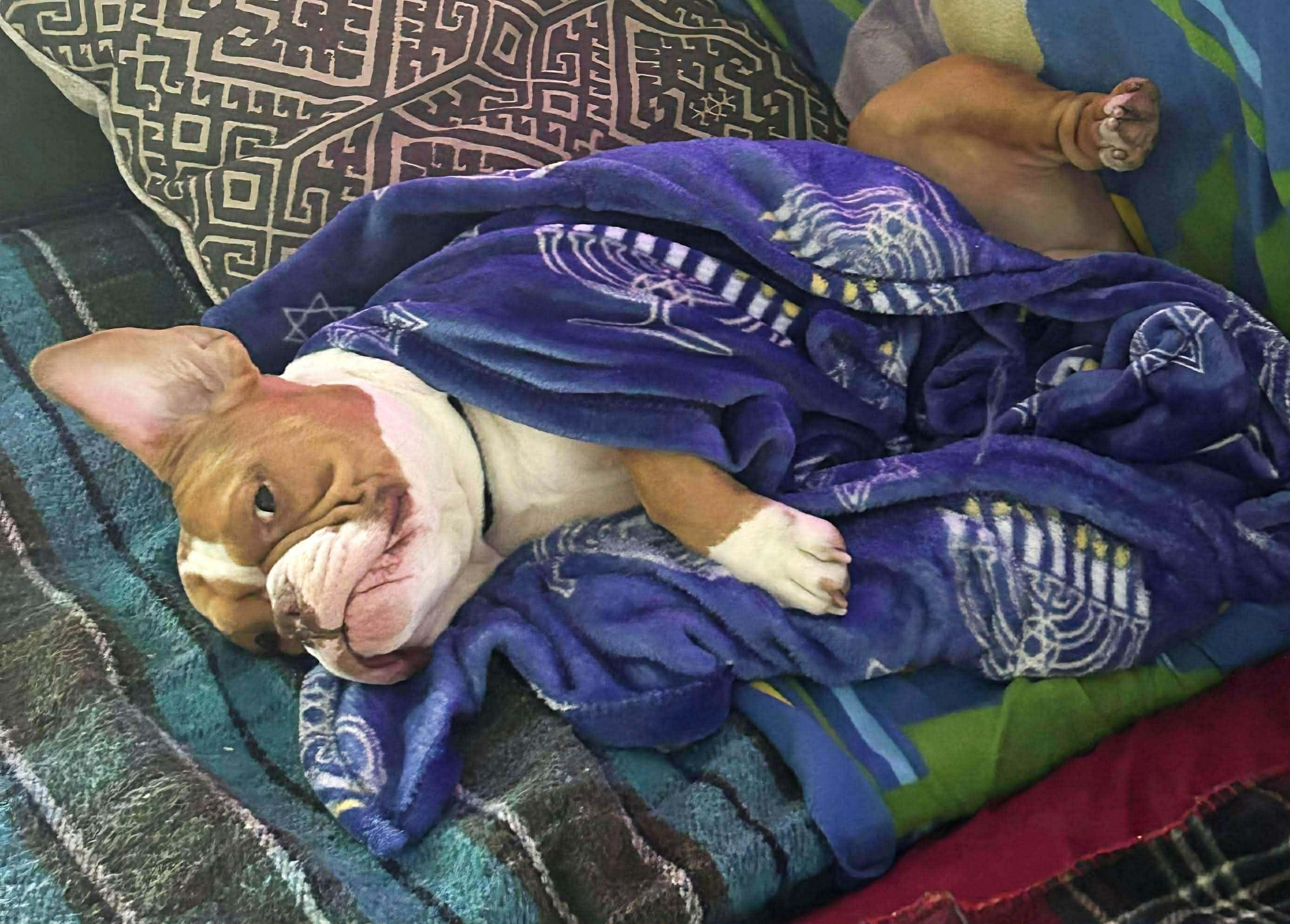 Enlarge Maximus, a Adoptable American Bully in Kissimmee, FL image 4/5