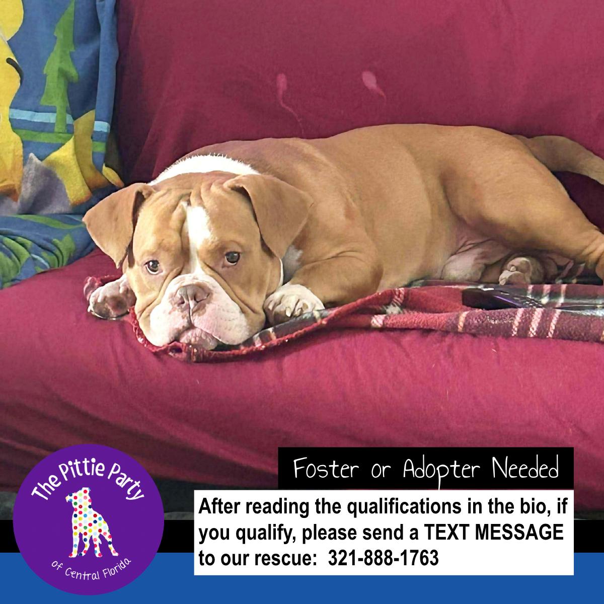 Maximus, Adoptable, Adult Male American Bully.