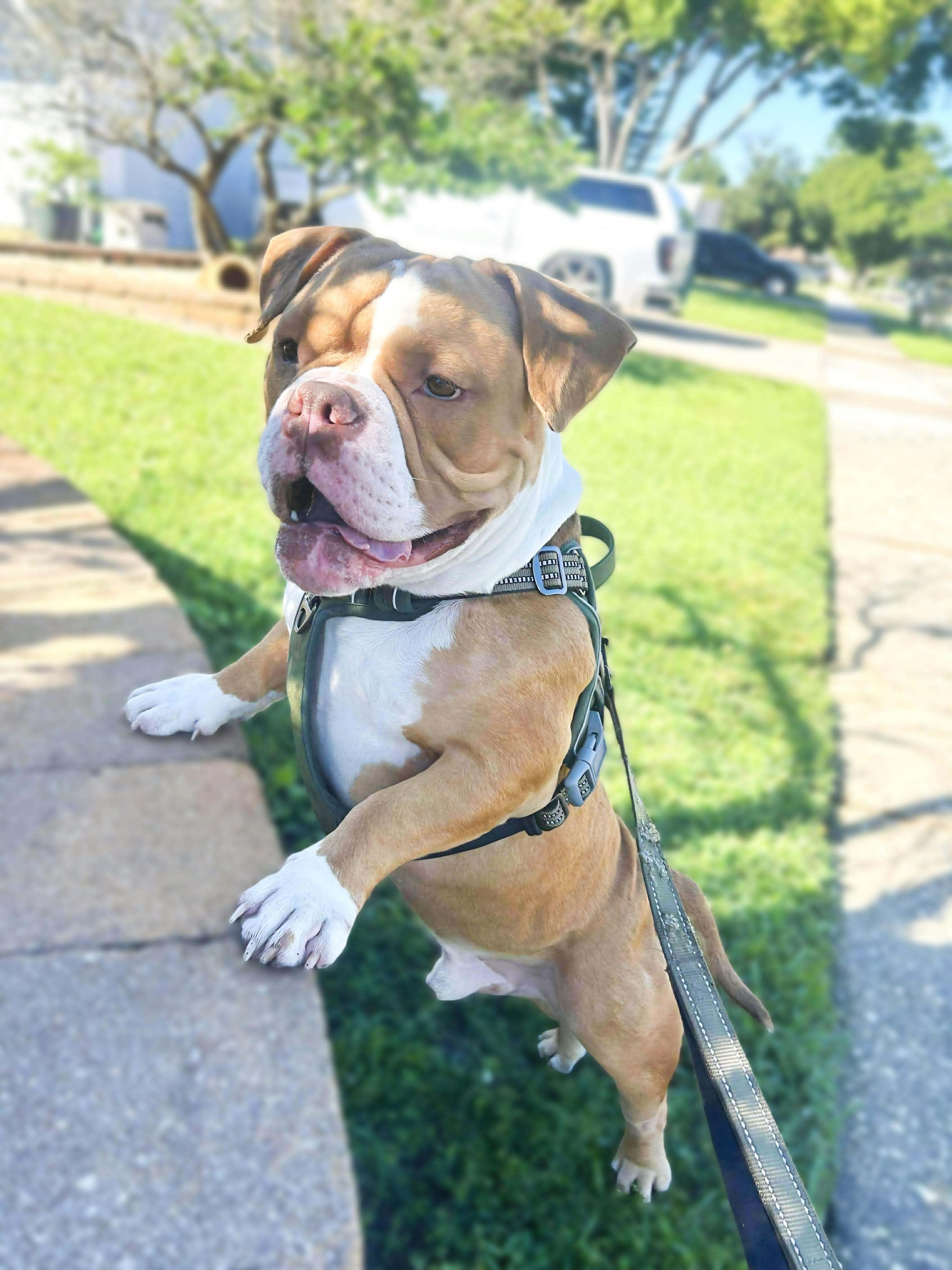Enlarge Maximus, a Adoptable American Bully in Kissimmee, FL image 5/5