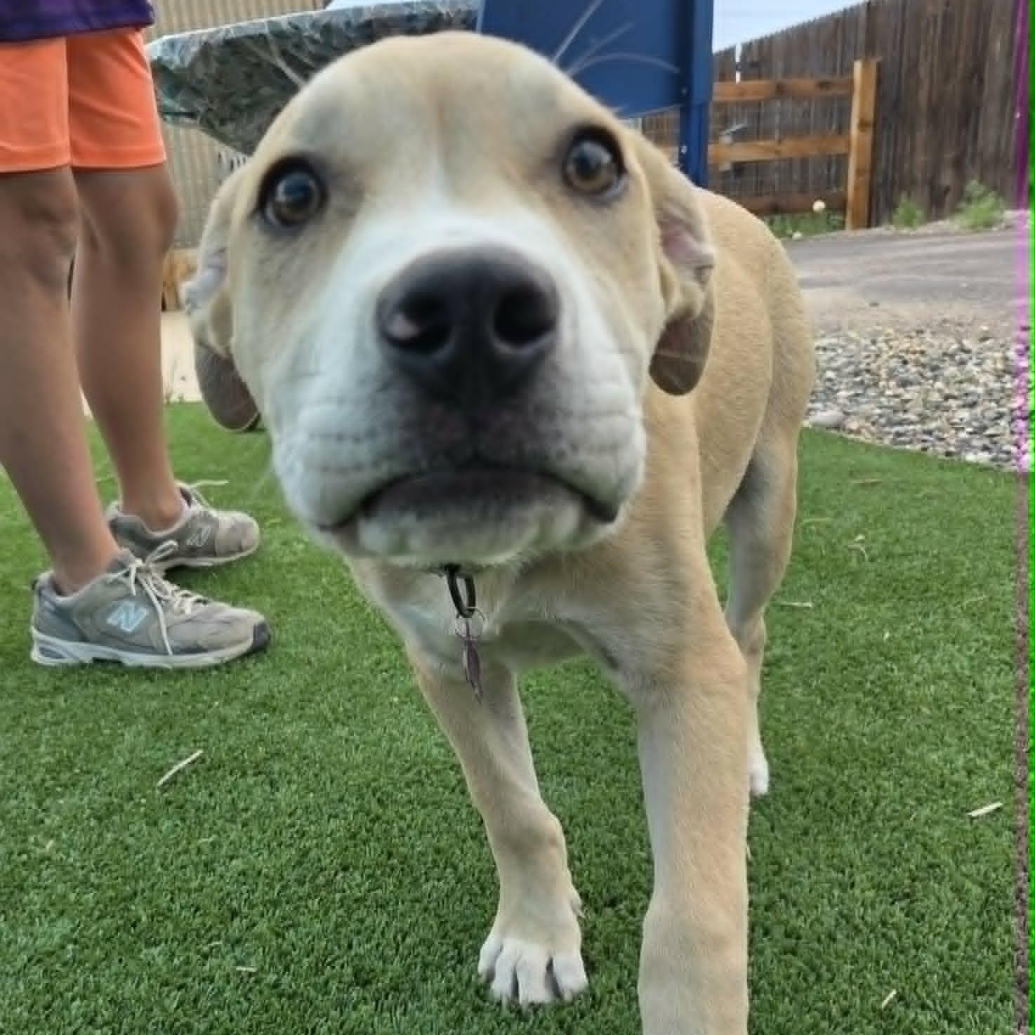 BANE, Adoptable, Puppy Male Mixed Breed.