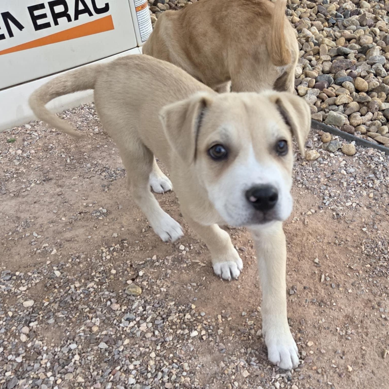 Enlarge BANE, a Adoptable mixed breed in Loveland, CO image 5/6