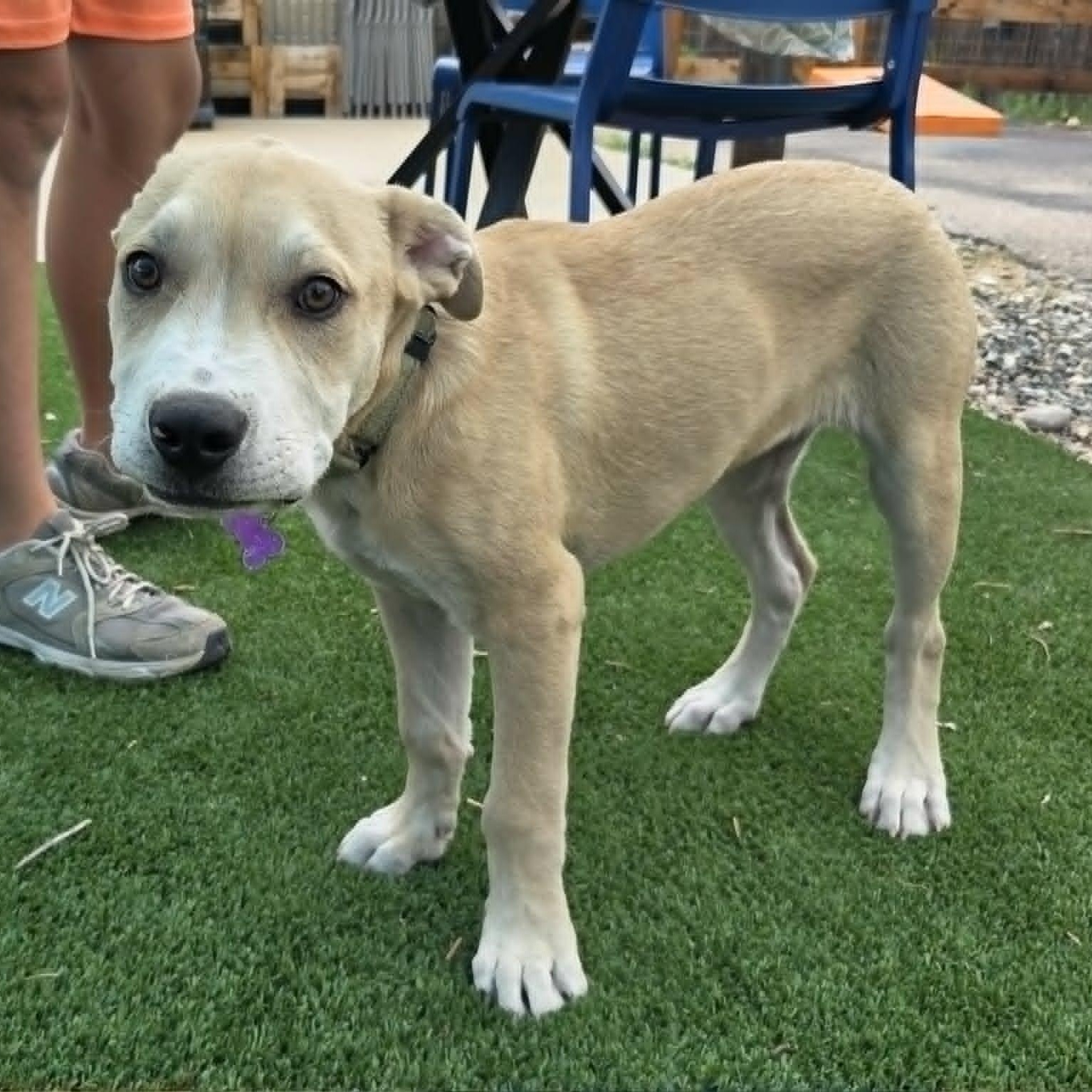 Enlarge BANE, a Adoptable mixed breed in Loveland, CO image 2/6