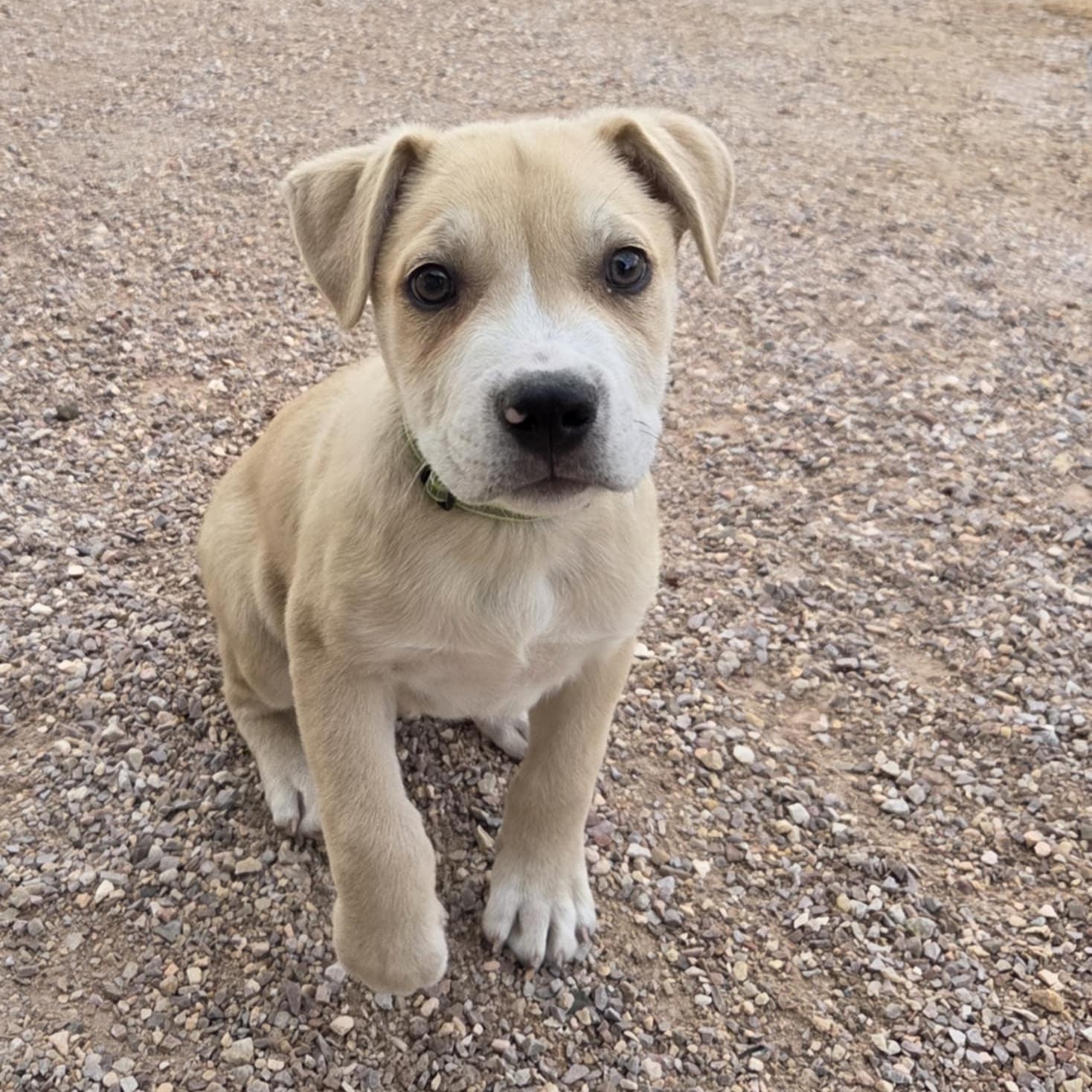 Enlarge BANE, a Adoptable mixed breed in Loveland, CO image 4/6