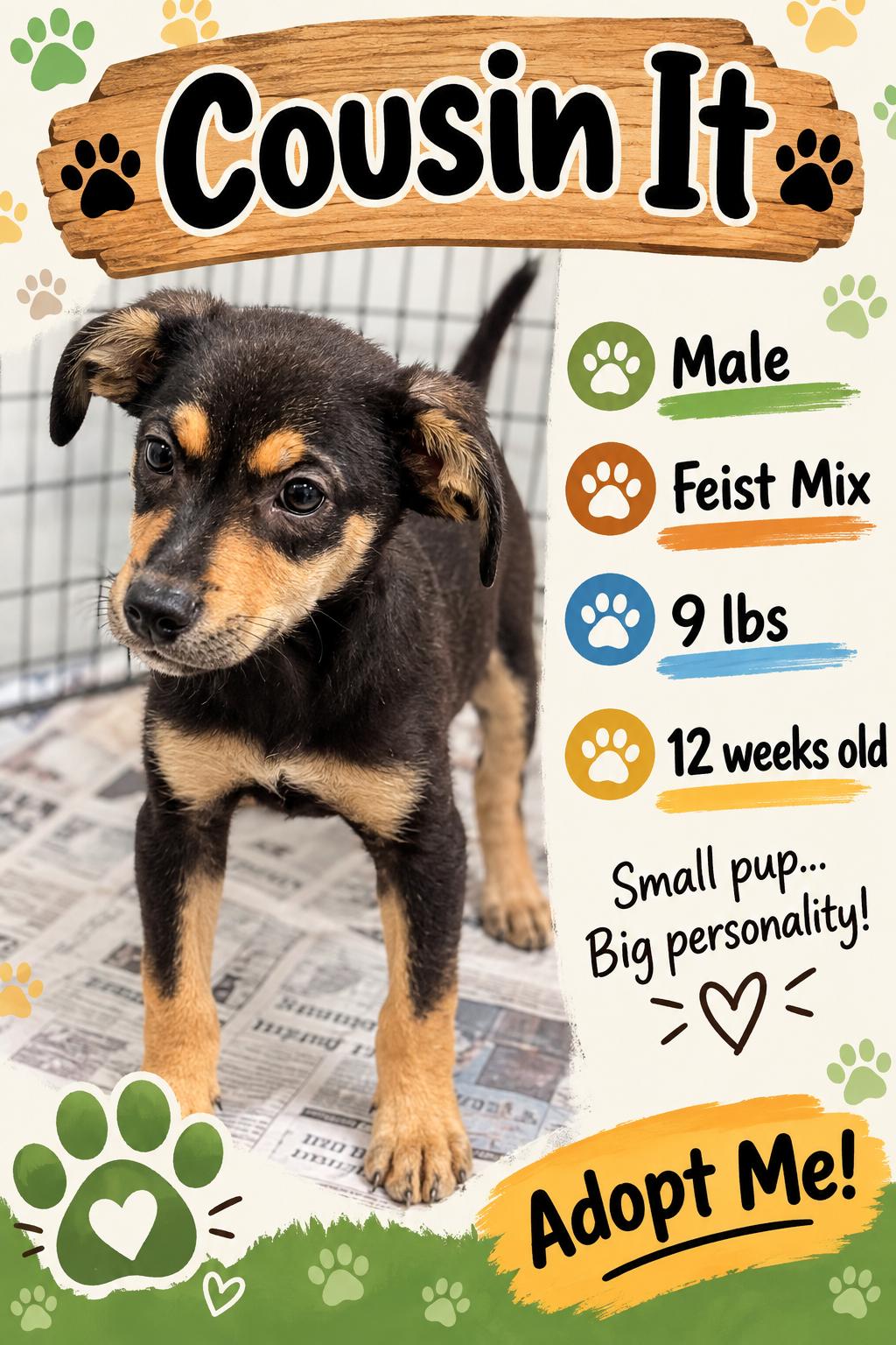 Cousin It, Adoptable, Puppy Male Mixed Breed.