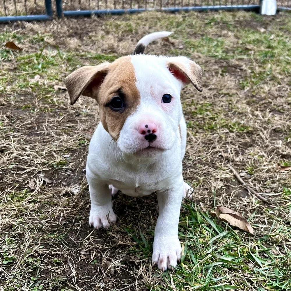 Enlarge Delightful Derek, an adopted mixed breed in Godfrey, IL image 2/6