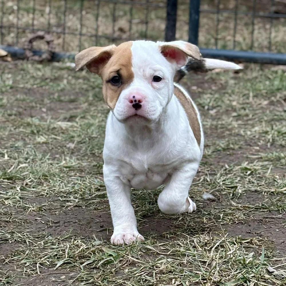 Enlarge Delightful Derek, an adopted mixed breed in Godfrey, IL image 3/6