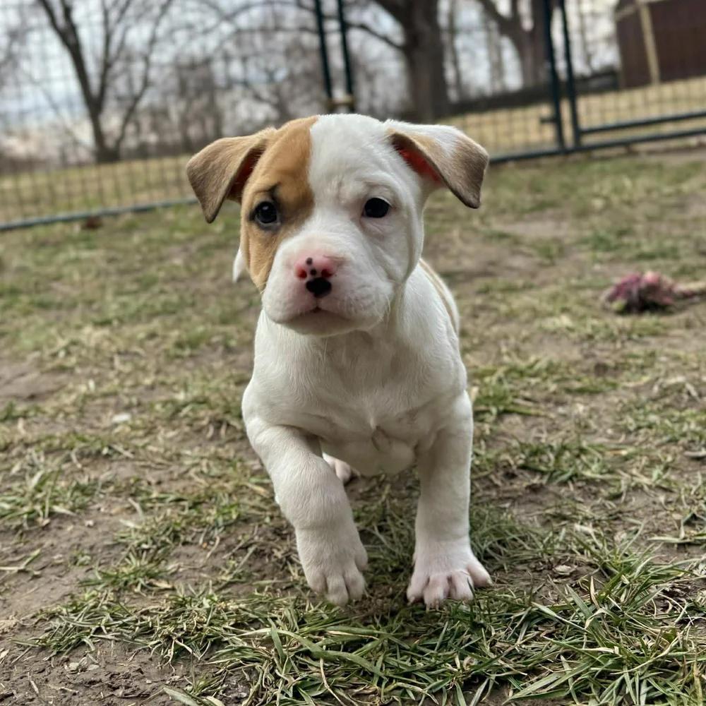 Enlarge Delightful Derek, an adopted mixed breed in Godfrey, IL image 4/6