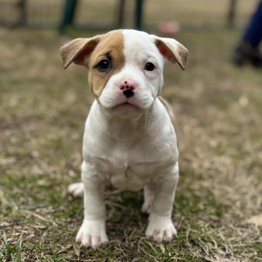 Enlarge Delightful Derek, an adopted mixed breed in Godfrey, IL image 1/6