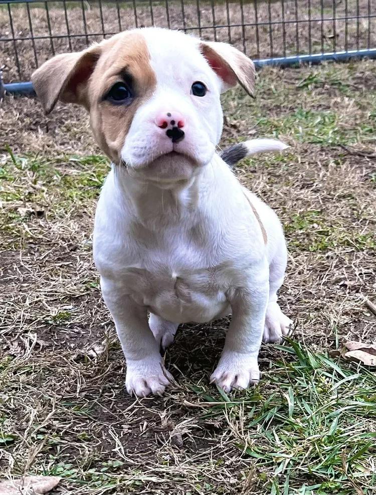 Enlarge Delightful Derek, an adopted mixed breed in Godfrey, IL image 5/6