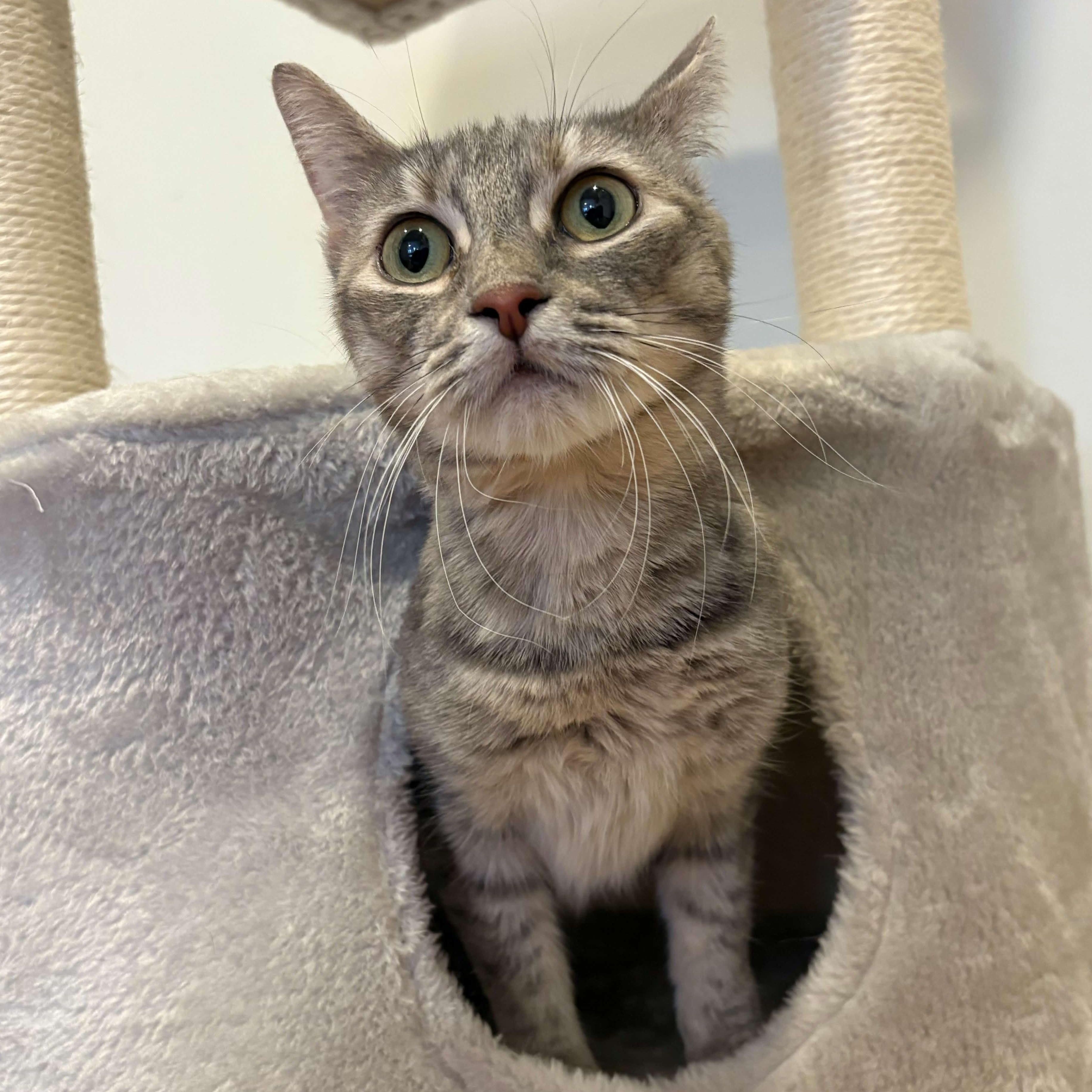 Emerald, adopted, Adult Female American Shorthair.