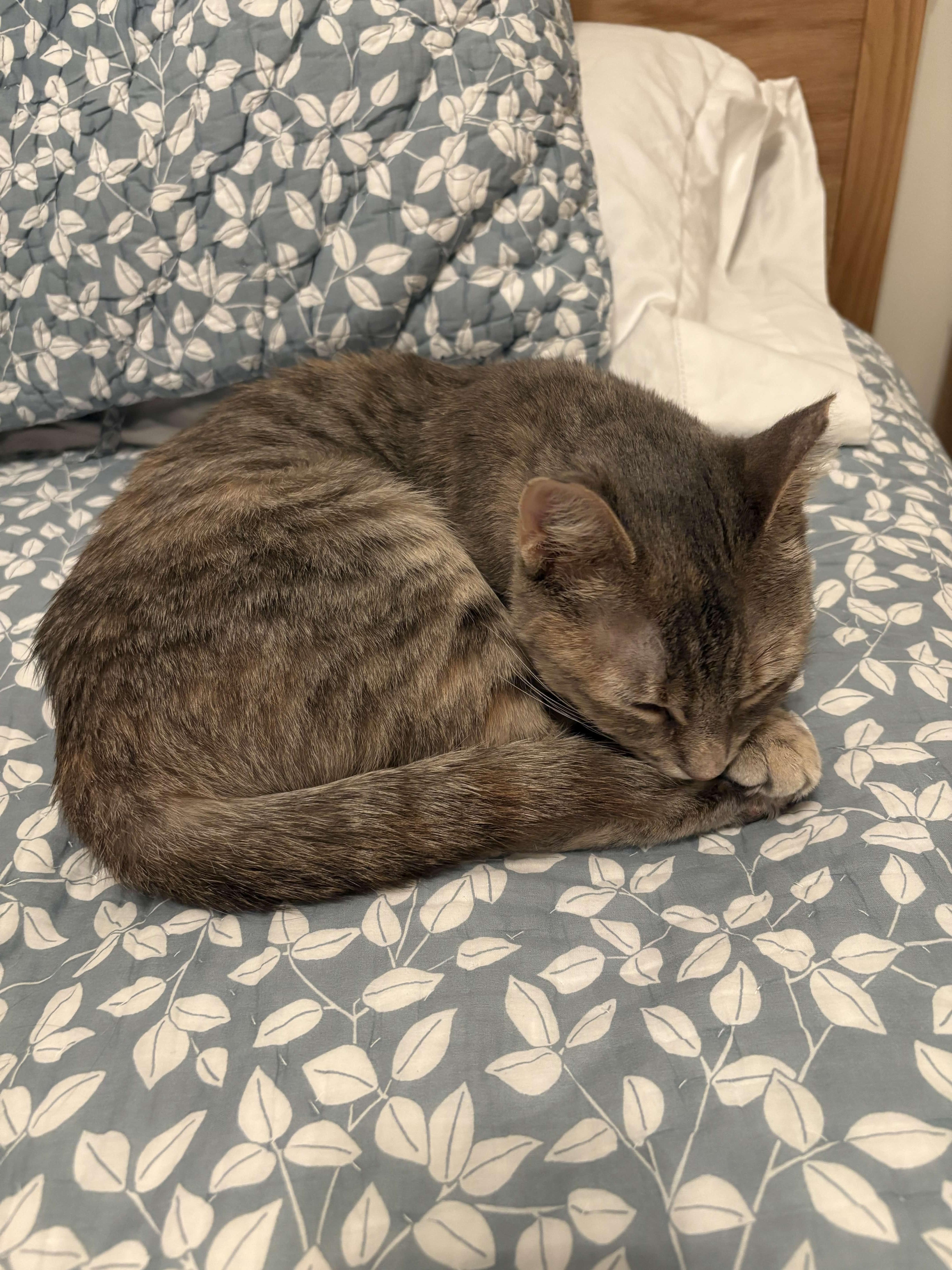 Enlarge Emerald, an adopted American Shorthair in Weehawken, NJ image 4/6