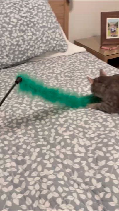 Enlarge Emerald, an adopted American Shorthair in Weehawken, NJ video 5/6