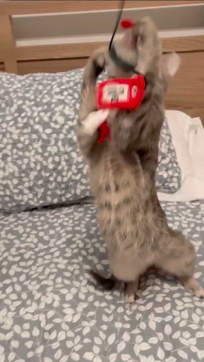 Enlarge Emerald, an adopted American Shorthair in Weehawken, NJ video 6/6