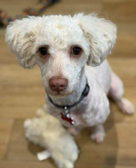 Frappy, Adopted, Young Male Poodle.