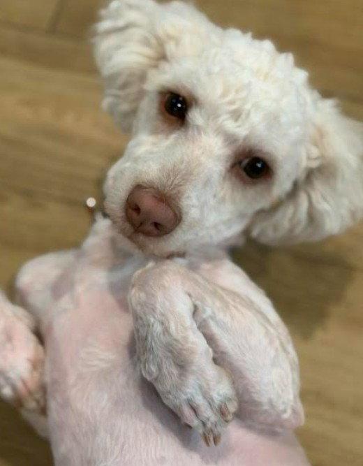 Enlarge Frappy, a Adopted Poodle in San Diego, CA image 2/3