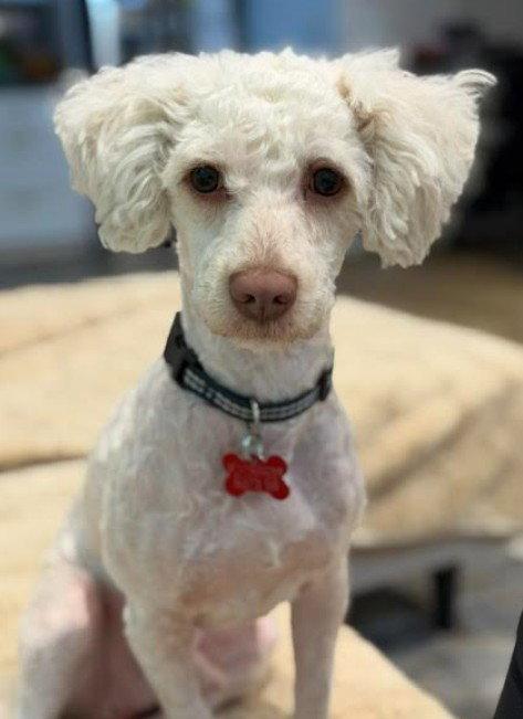 Enlarge Frappy, a Adopted Poodle in San Diego, CA image 3/3