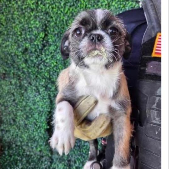 Lightning, Adoptable, Puppy Male Pug & Terrier.