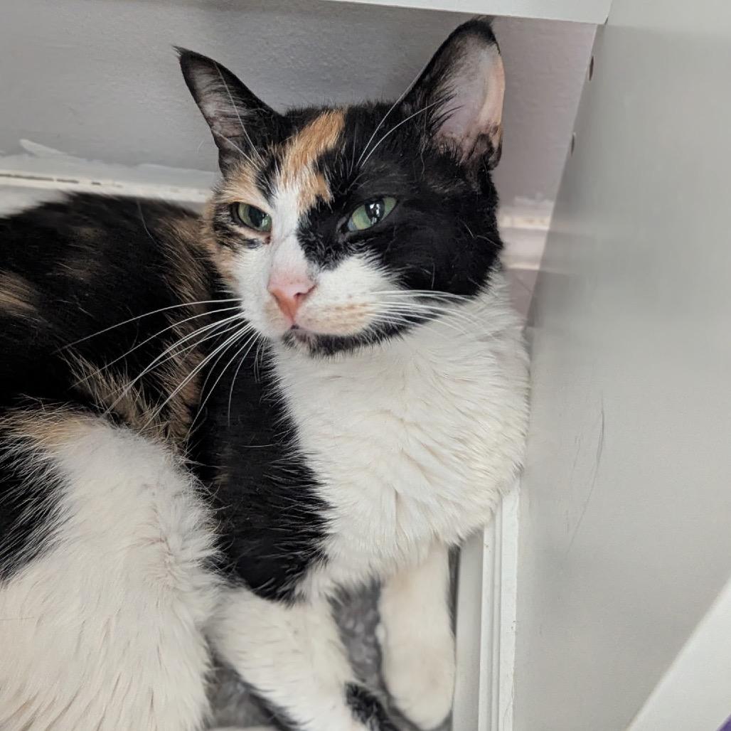 California, Adoptable, Young Female Domestic Short Hair.