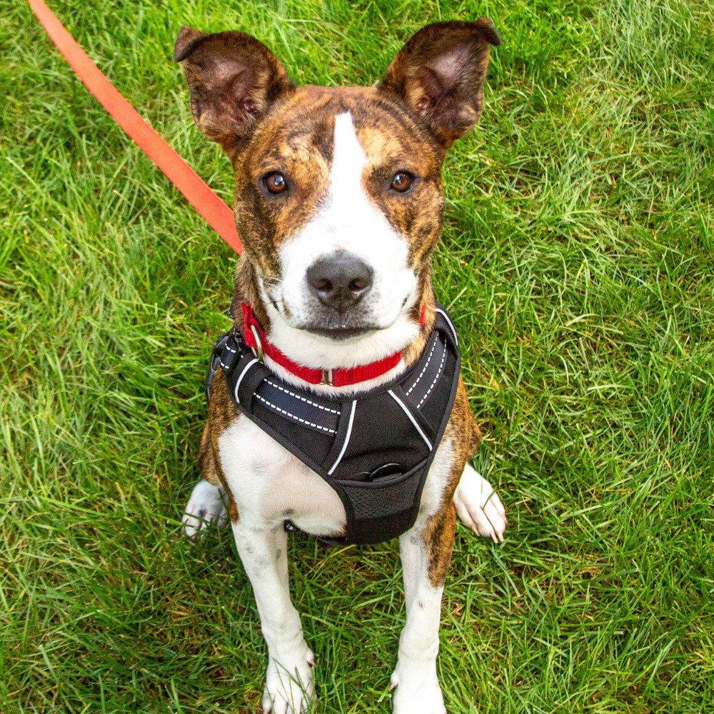 Enlarge Kirby, a Adoptable mixed breed in Bloomfield, CT image 1/3
