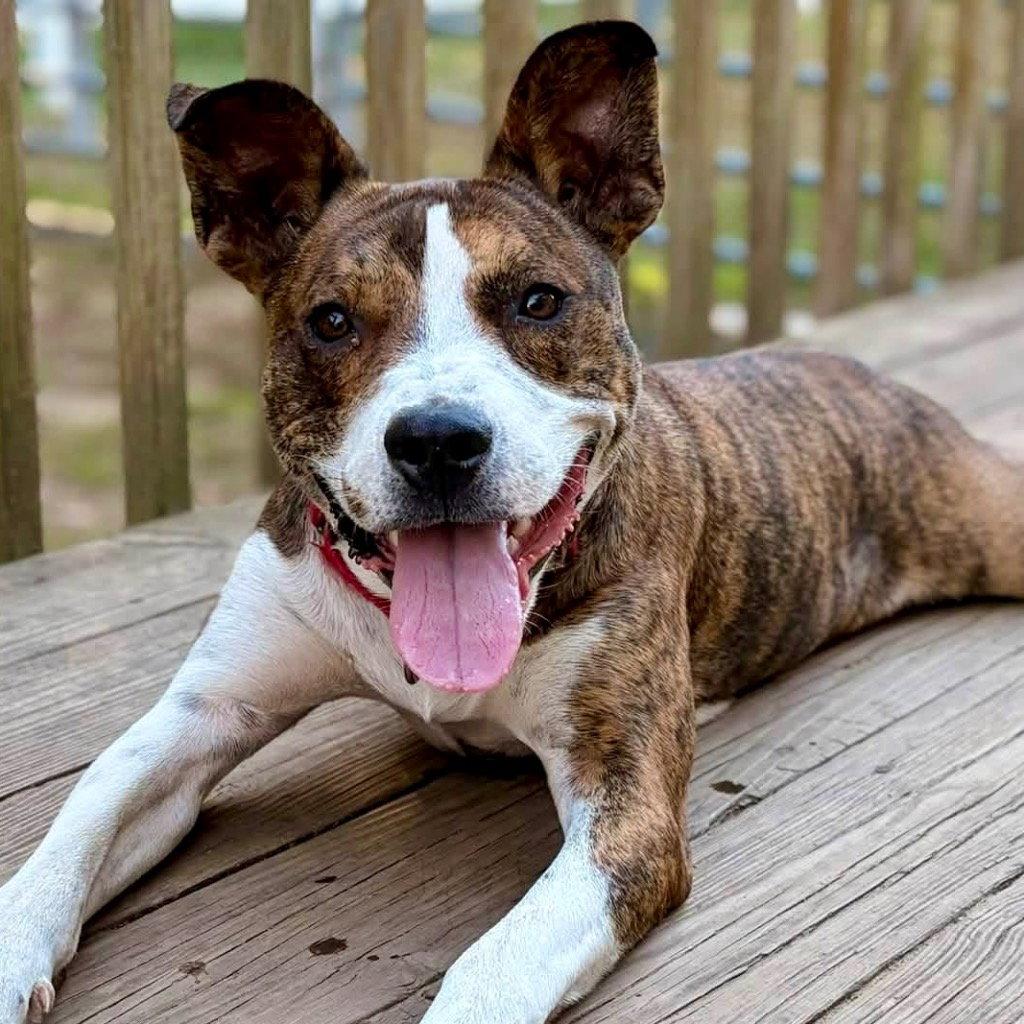 Enlarge Kirby, a Adoptable mixed breed in Bloomfield, CT image 2/3