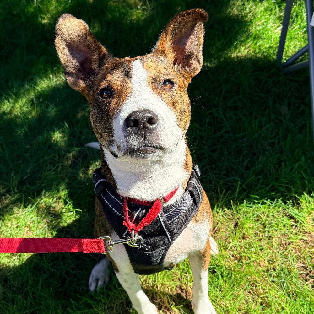 Enlarge Kirby, a Adoptable mixed breed in Bloomfield, CT image 3/3