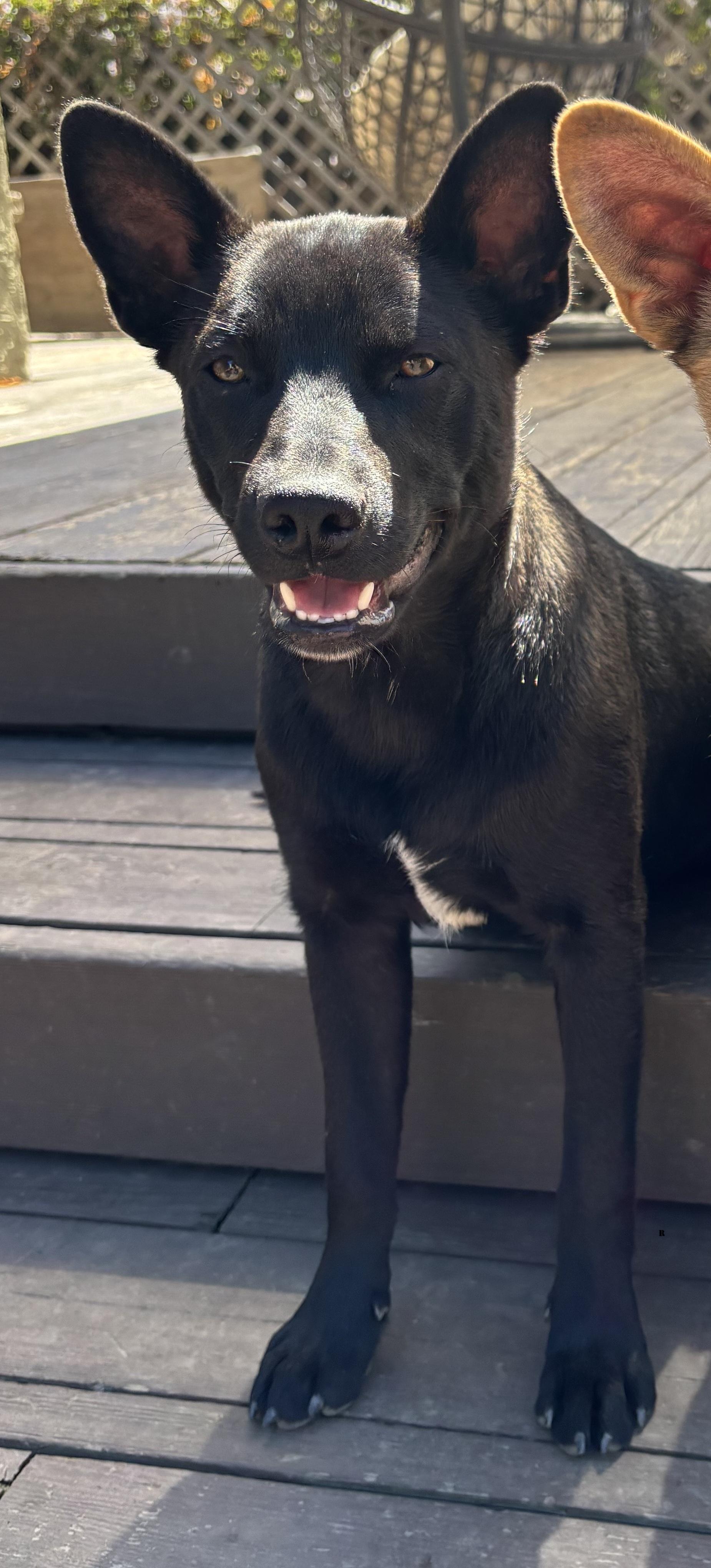 Rex