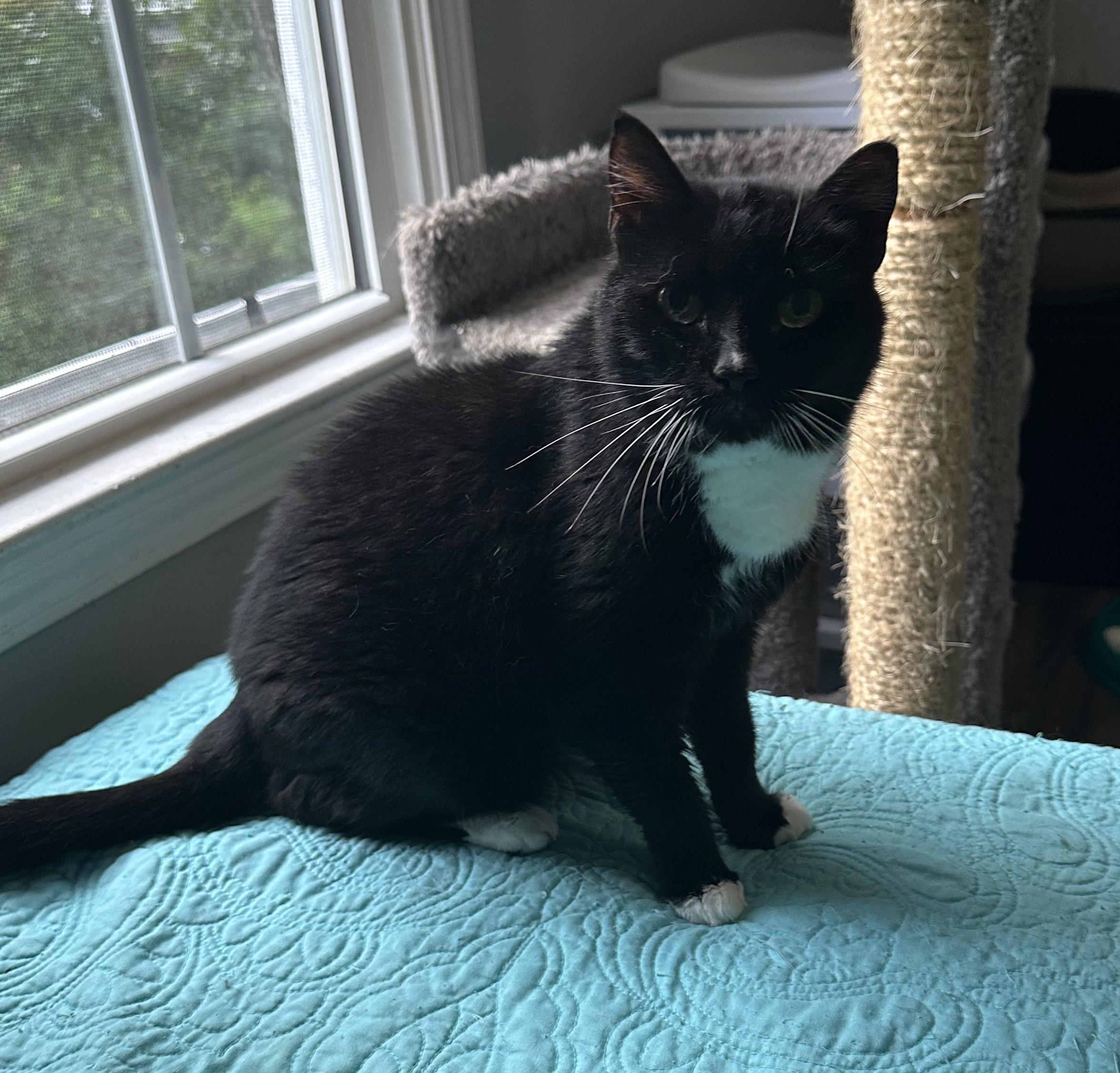 Orla, a Adoptable mixed breed in Hickory, NC image 3/6