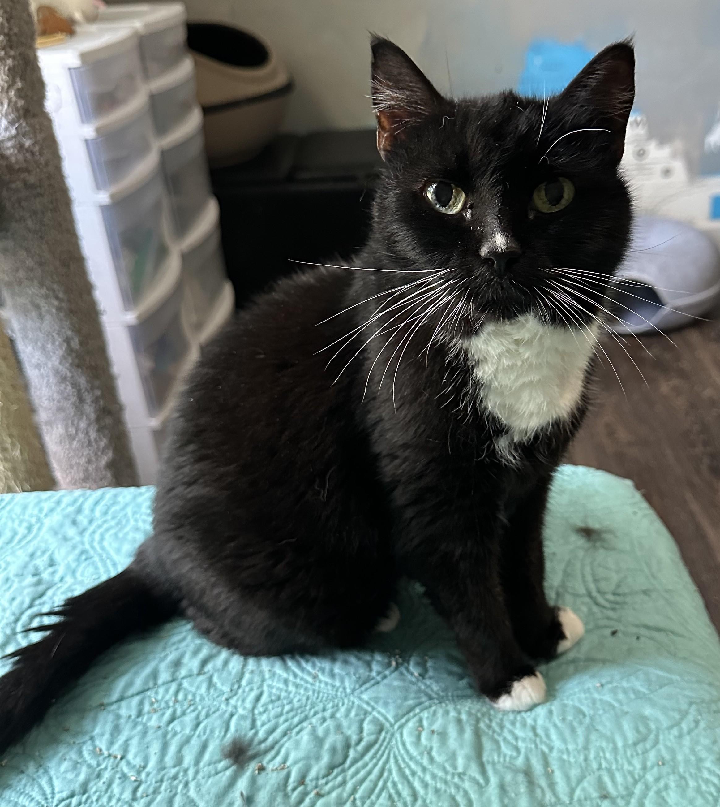 Orla, Adoptable, Adult Female Tuxedo & Domestic Short Hair.