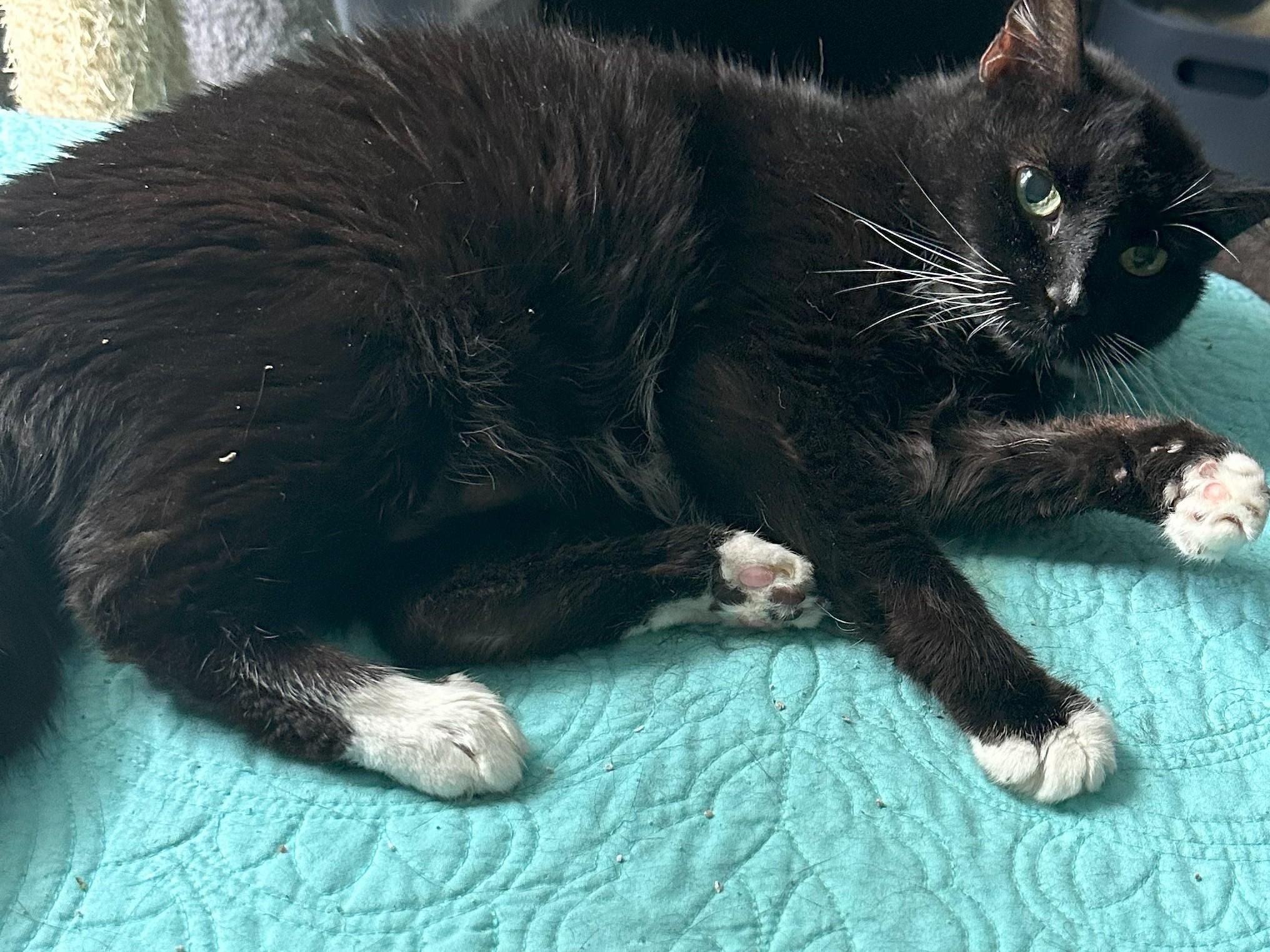 Orla, Adoptable, Adult Female Tuxedo & Domestic Short Hair.