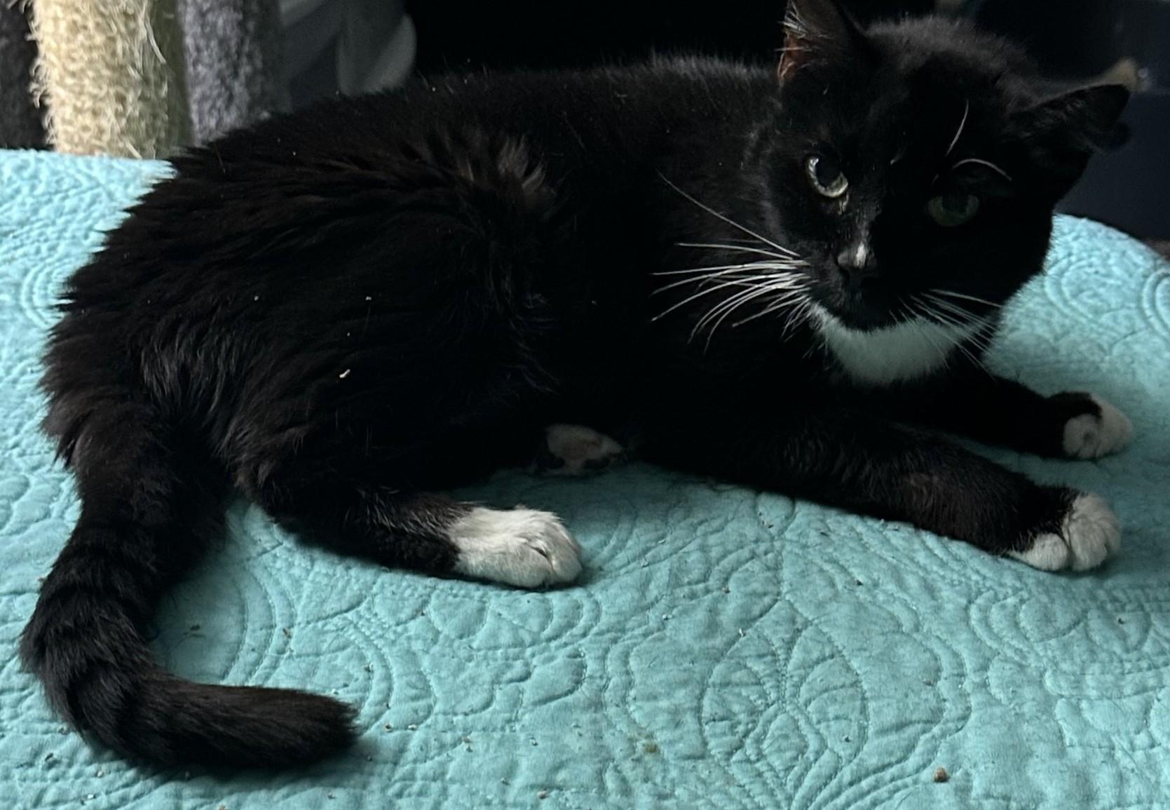 Orla, a Adoptable mixed breed in Hickory, NC image 4/6