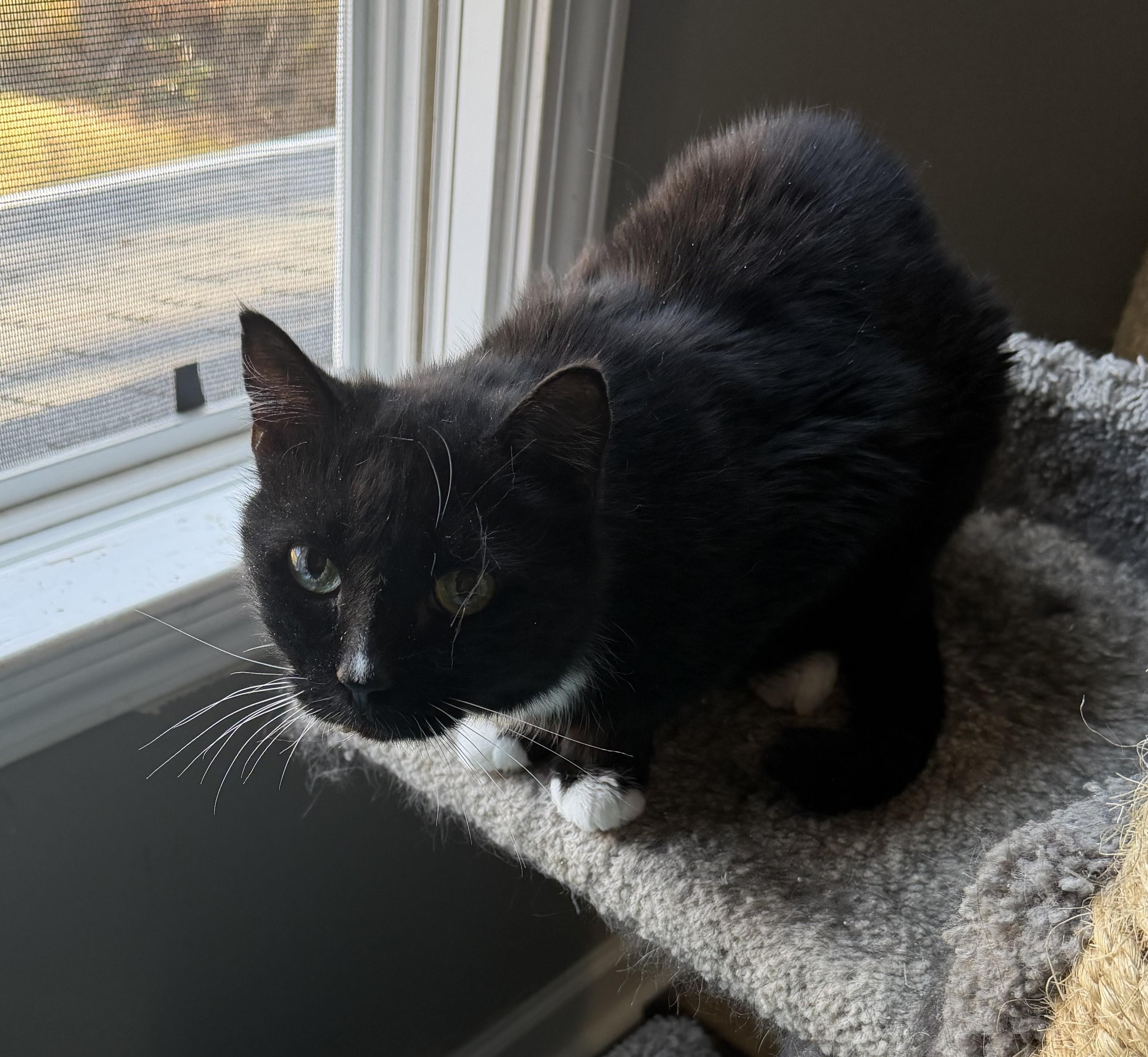 Enlarge Orla, a Adoptable mixed breed in Hickory, NC image 2/6