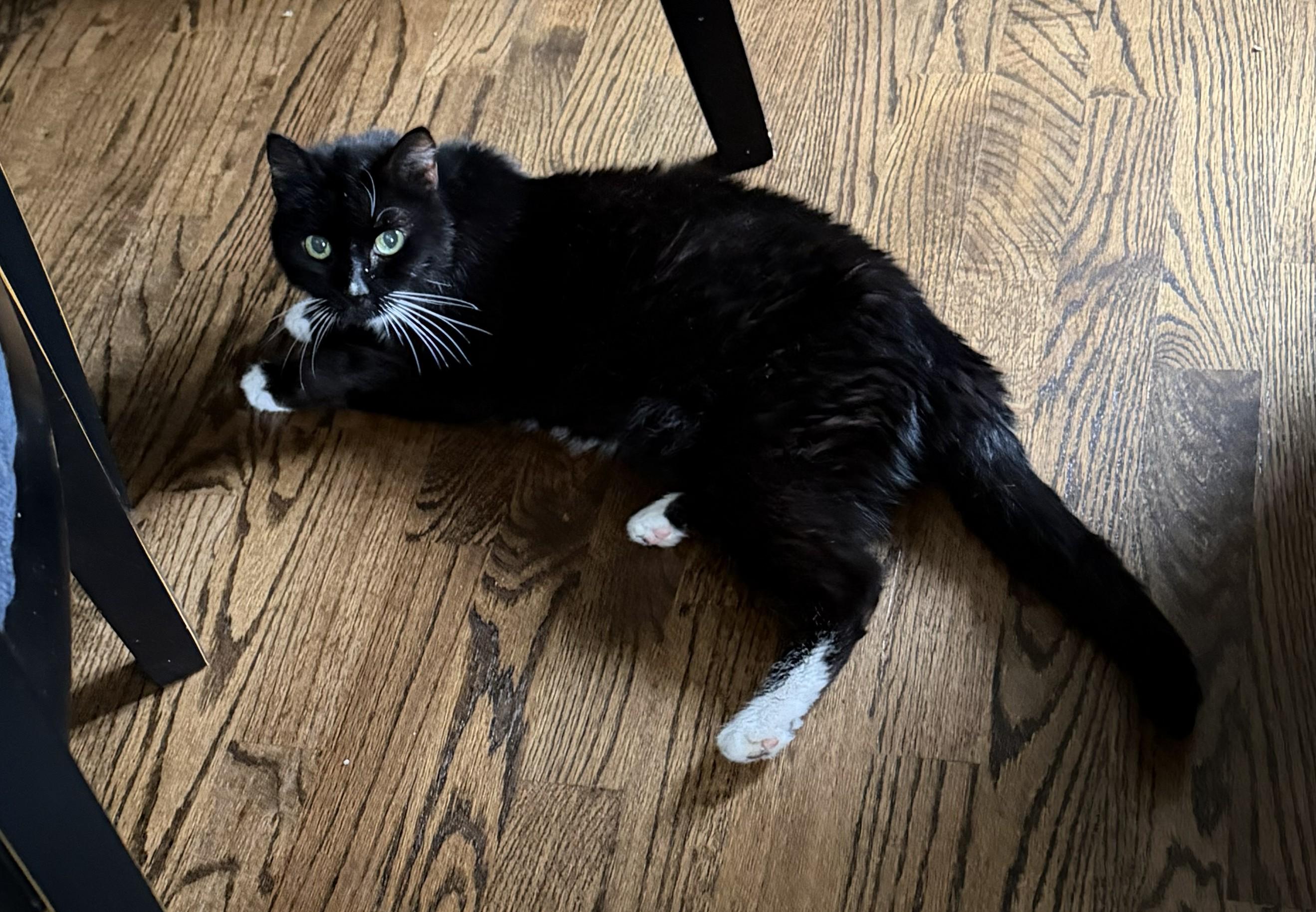 Orla, Adoptable, Senior Female Tuxedo & Domestic Short Hair.