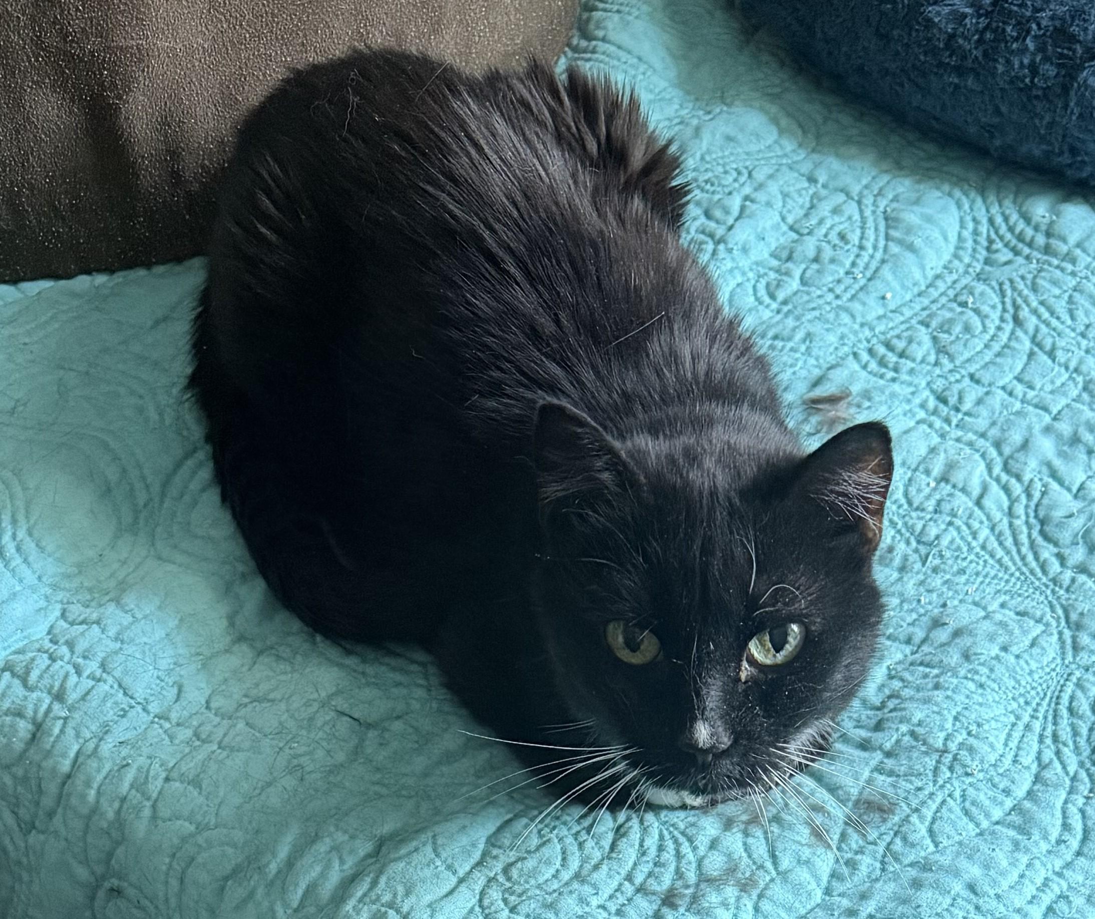 Enlarge Orla, a Adoptable mixed breed in Hickory, NC image 6/6