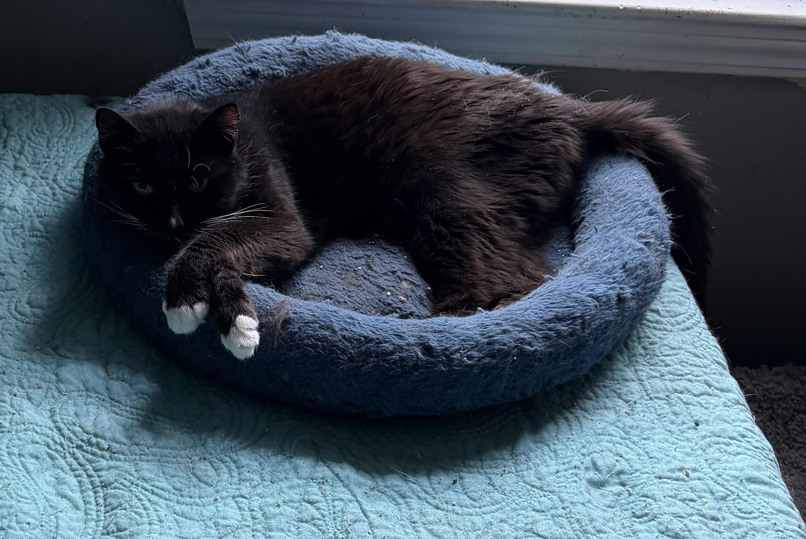 Orla, Adoptable, Adult Female Tuxedo & Domestic Short Hair.